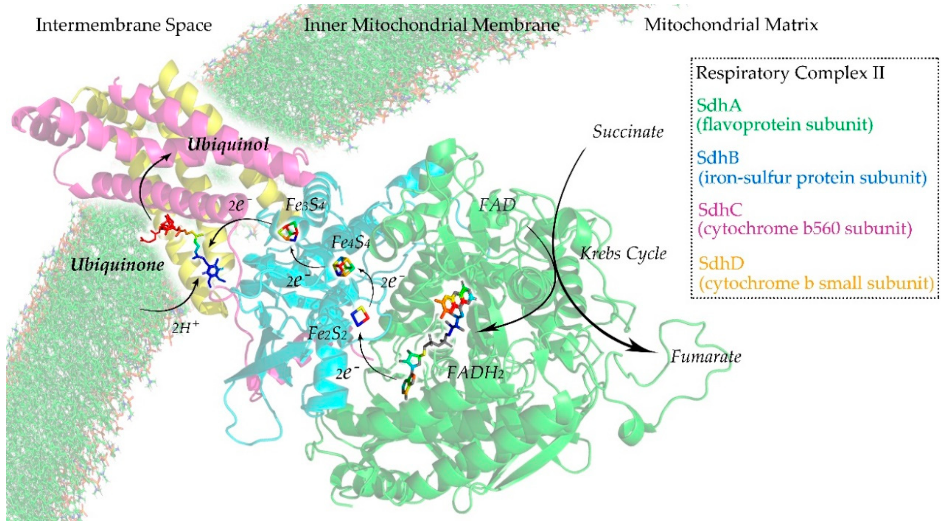 Cells 09 00520 g003