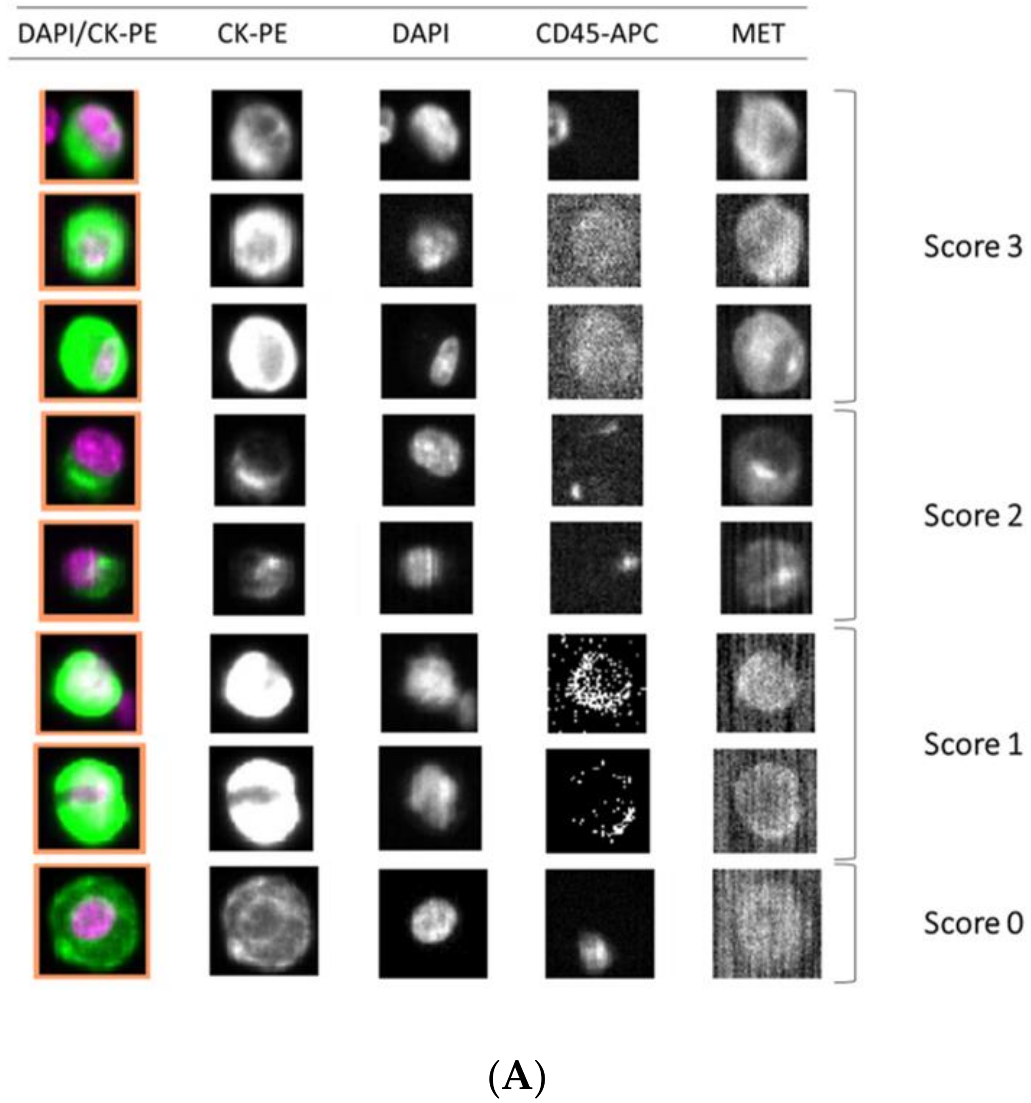 Cells 09 00522 g005a