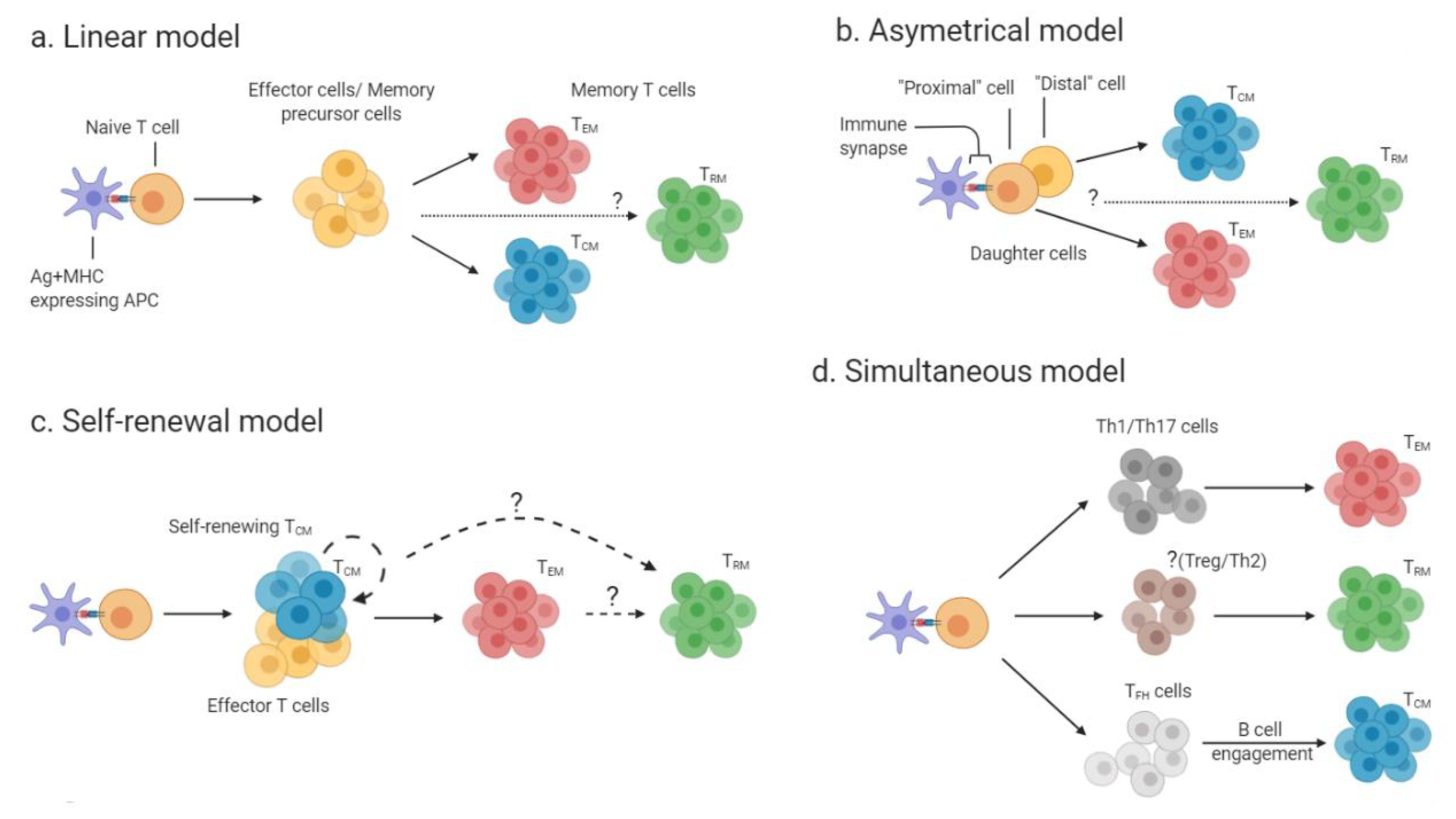 Memory CD4+ T Cells in Immunity and Autoimmune Diseases | MDPI