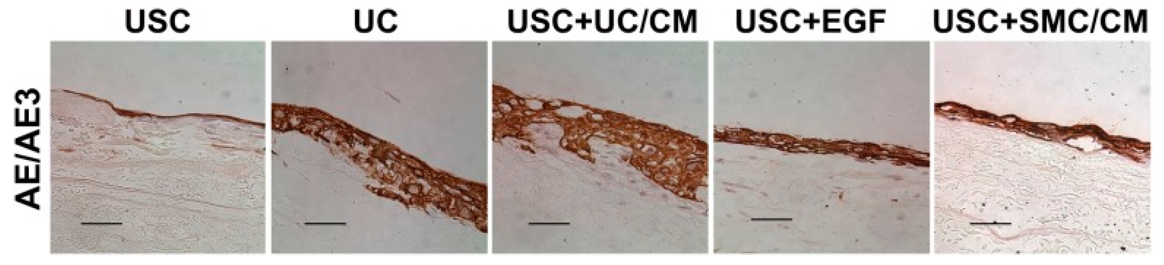 Cells 09 00538 g003 Cells 09 00538 g003