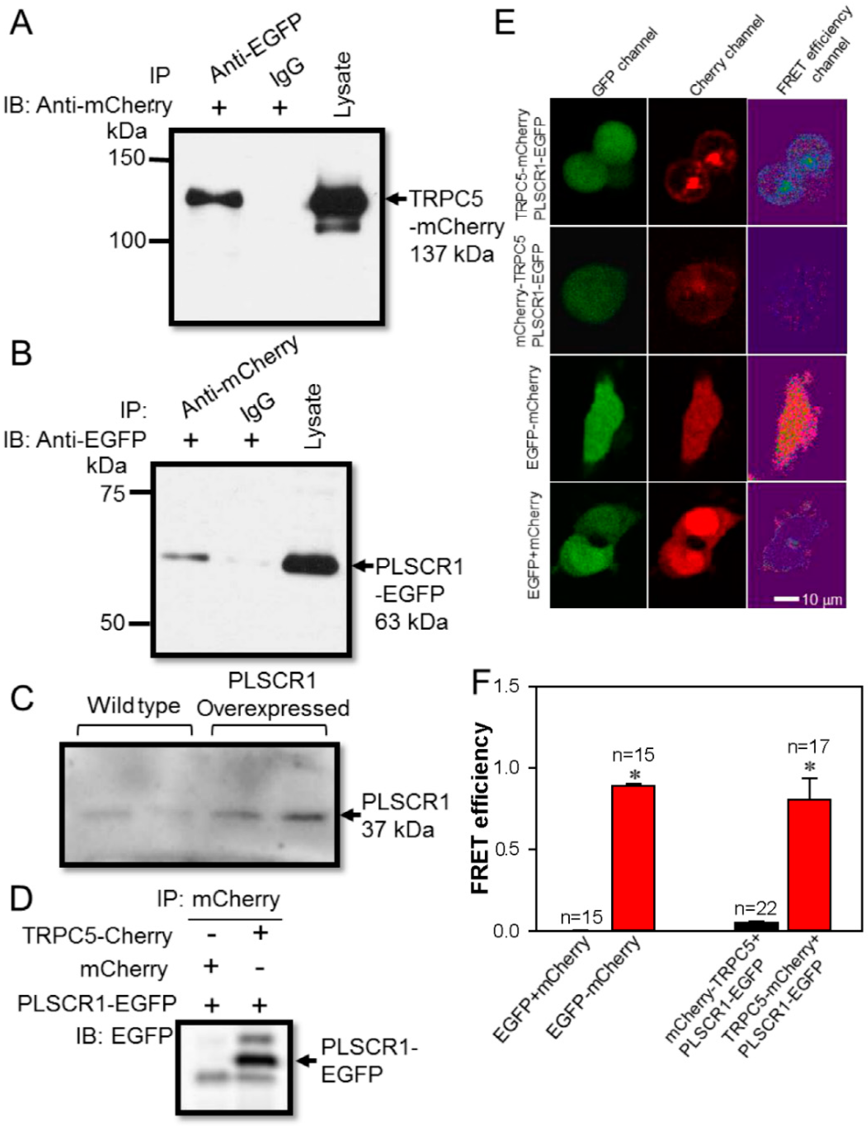 Cells 09 00547 g001 Cells 09 00547 g001