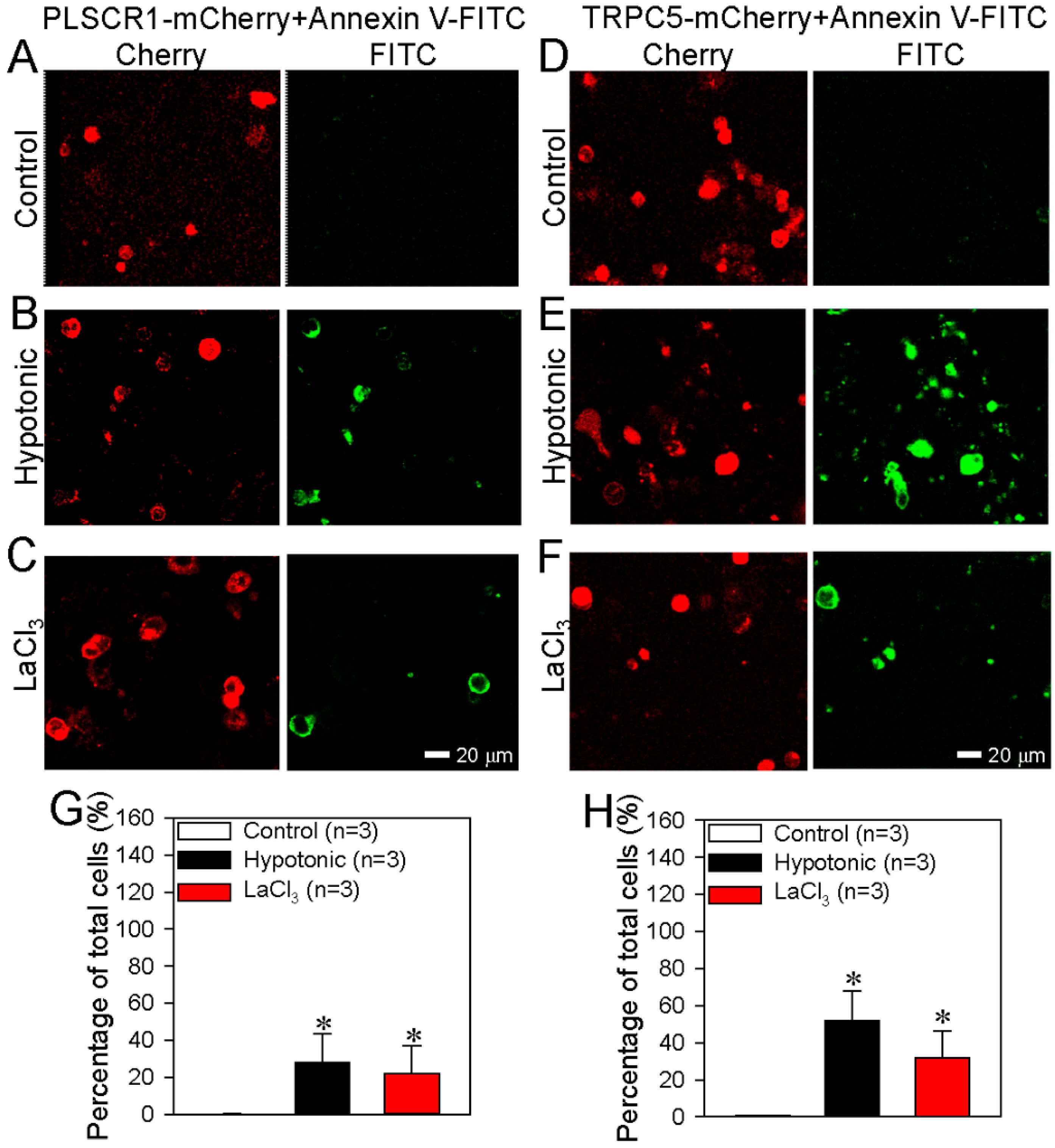 Cells 09 00547 g003 Cells 09 00547 g003