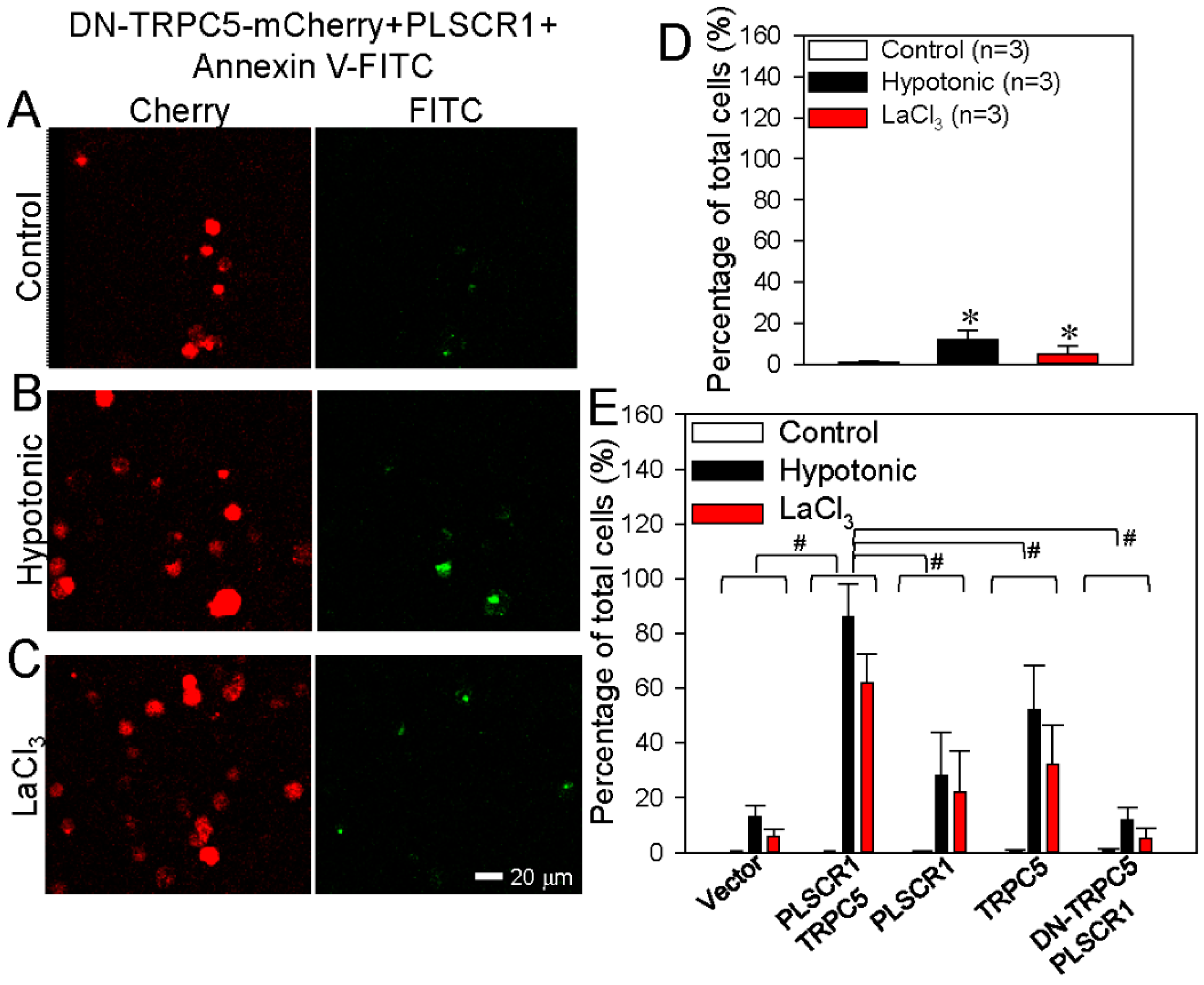 Cells 09 00547 g004 Cells 09 00547 g004