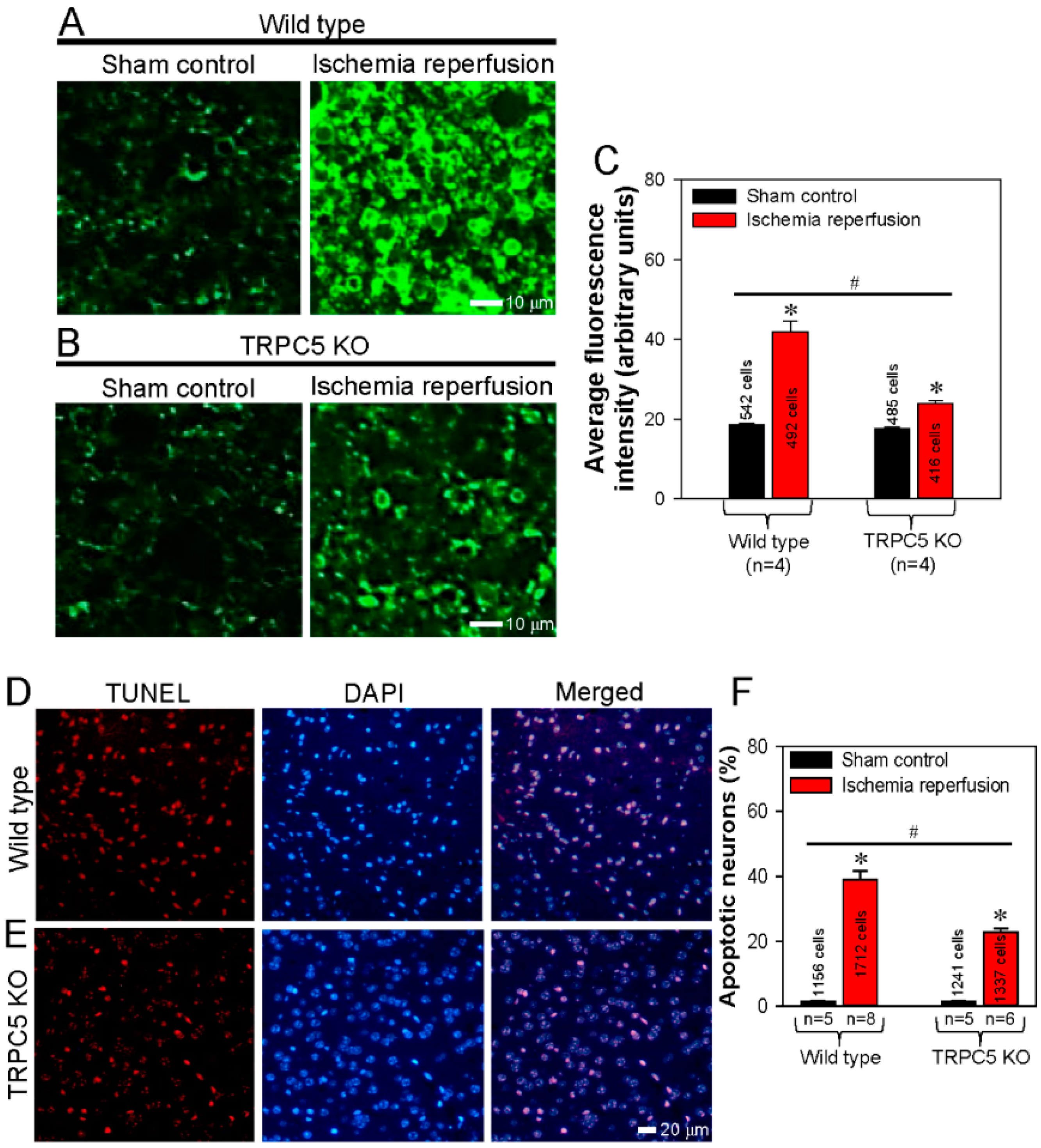 Cells 09 00547 g007 Cells 09 00547 g007
