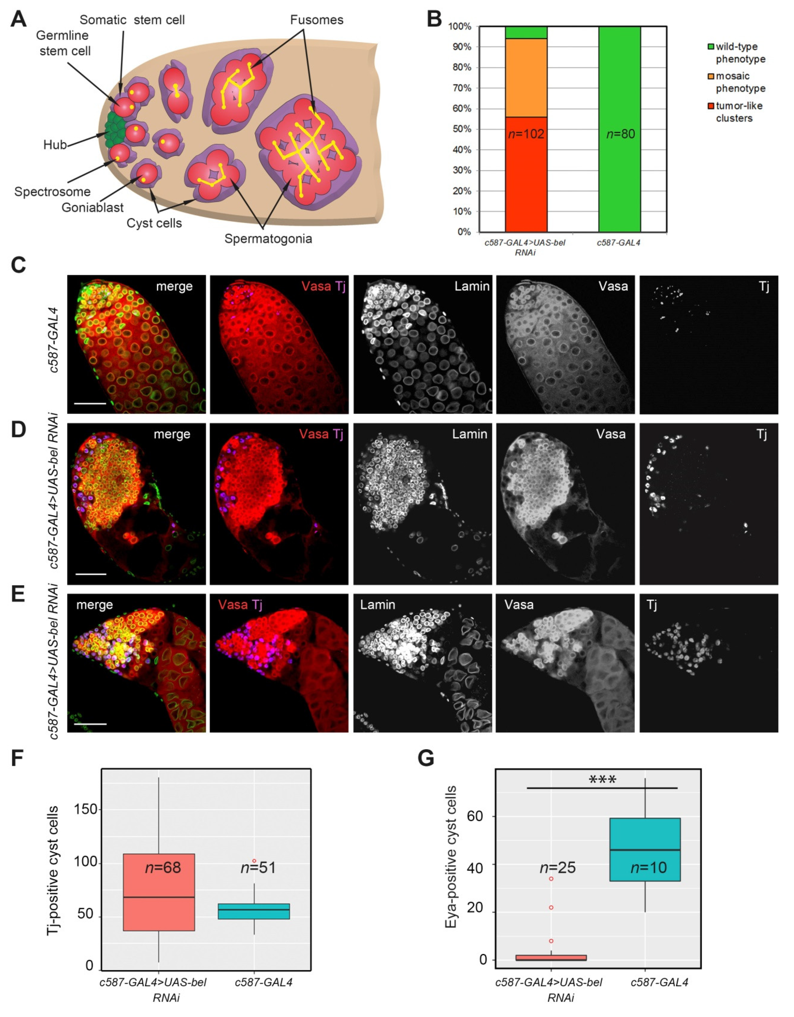 Cells 09 00550 g001 Cells 09 00550 g001