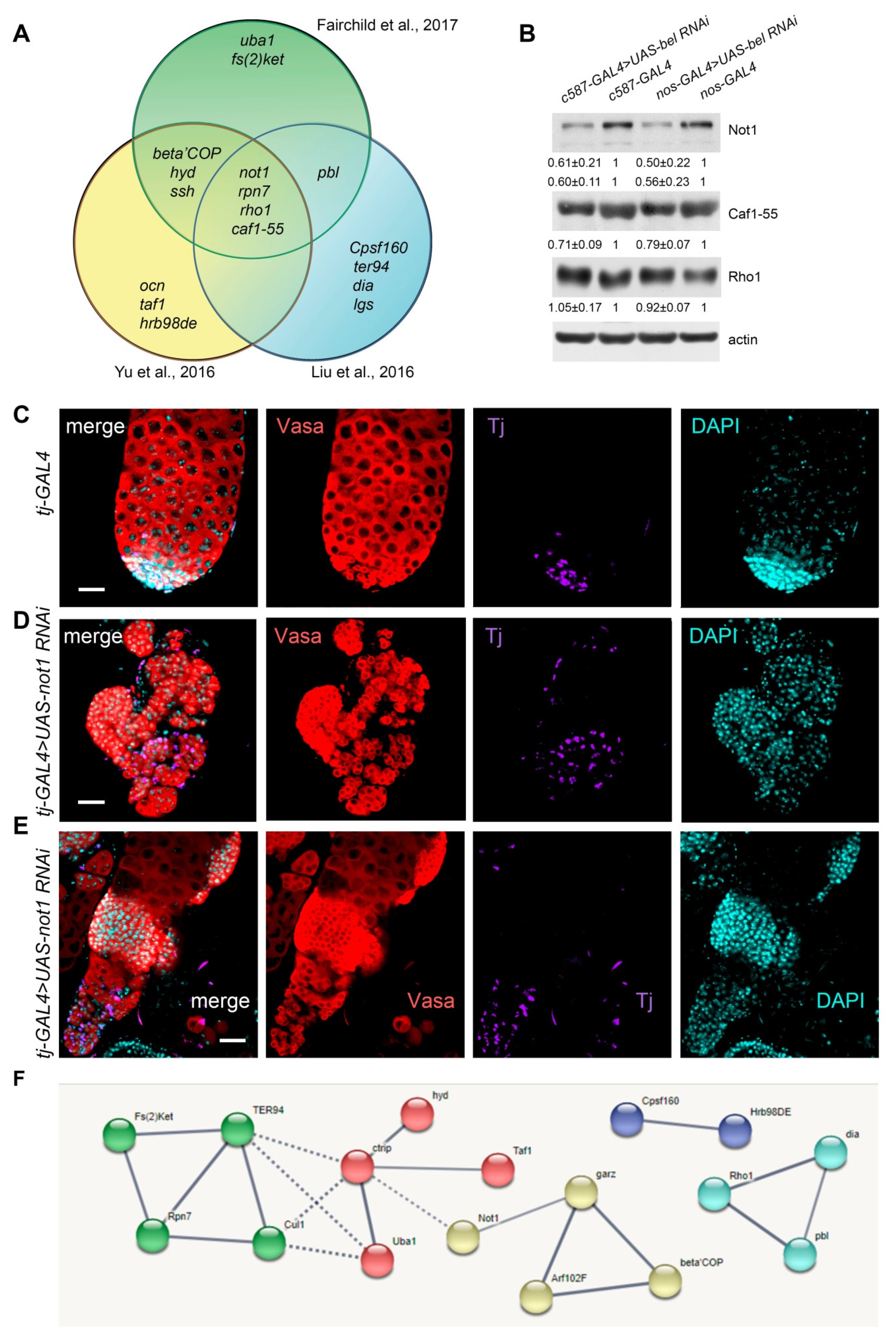 Cells 09 00550 g005 Cells 09 00550 g005