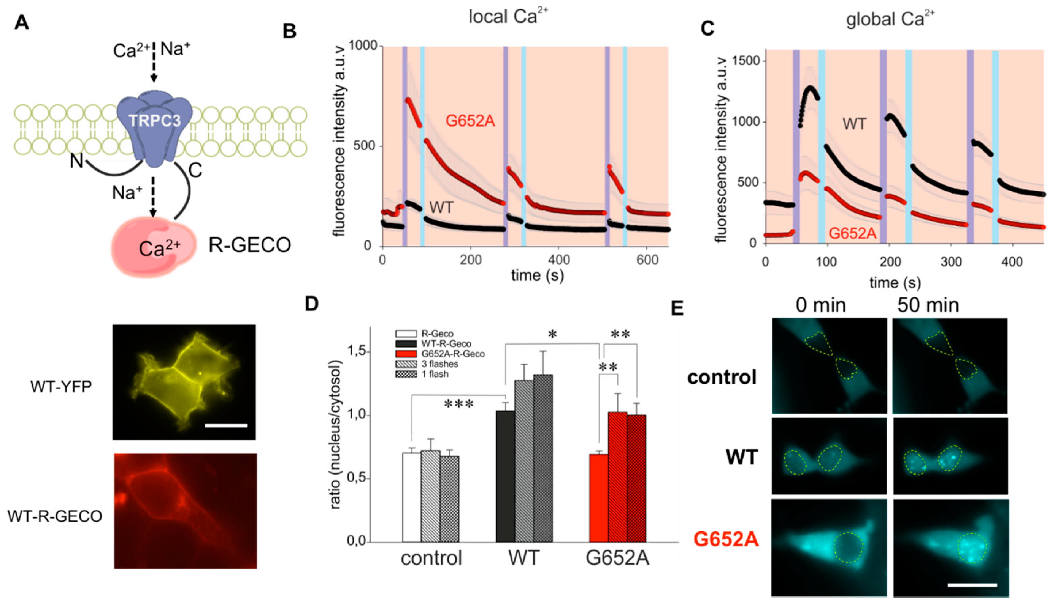 Cells 09 00556 g002 Cells 09 00556 g002