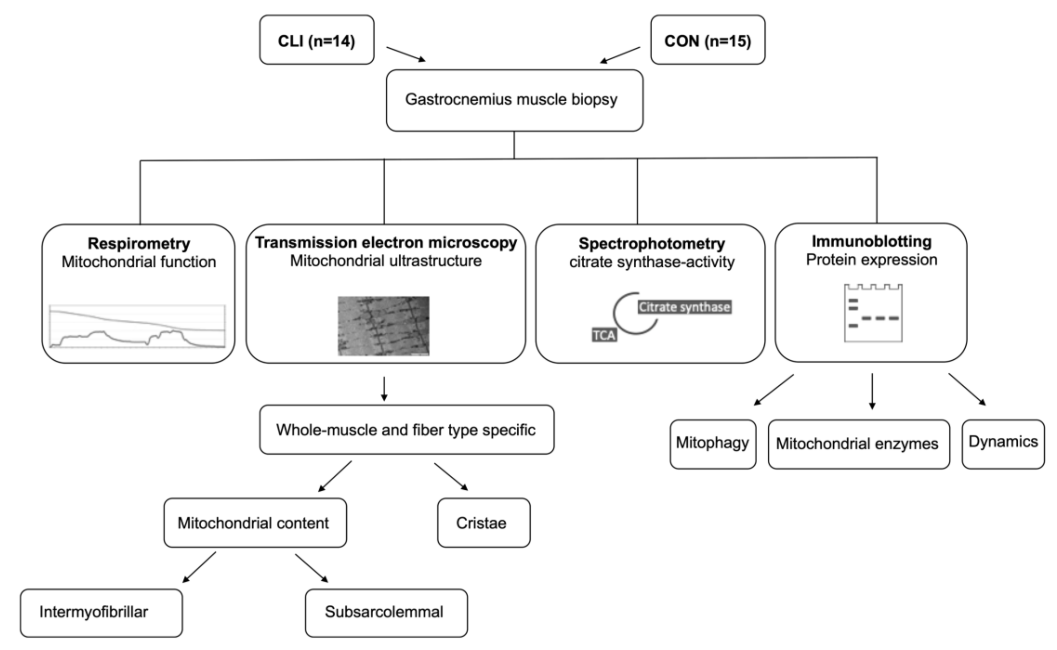 Cells 09 00570 g001 Cells 09 00570 g001