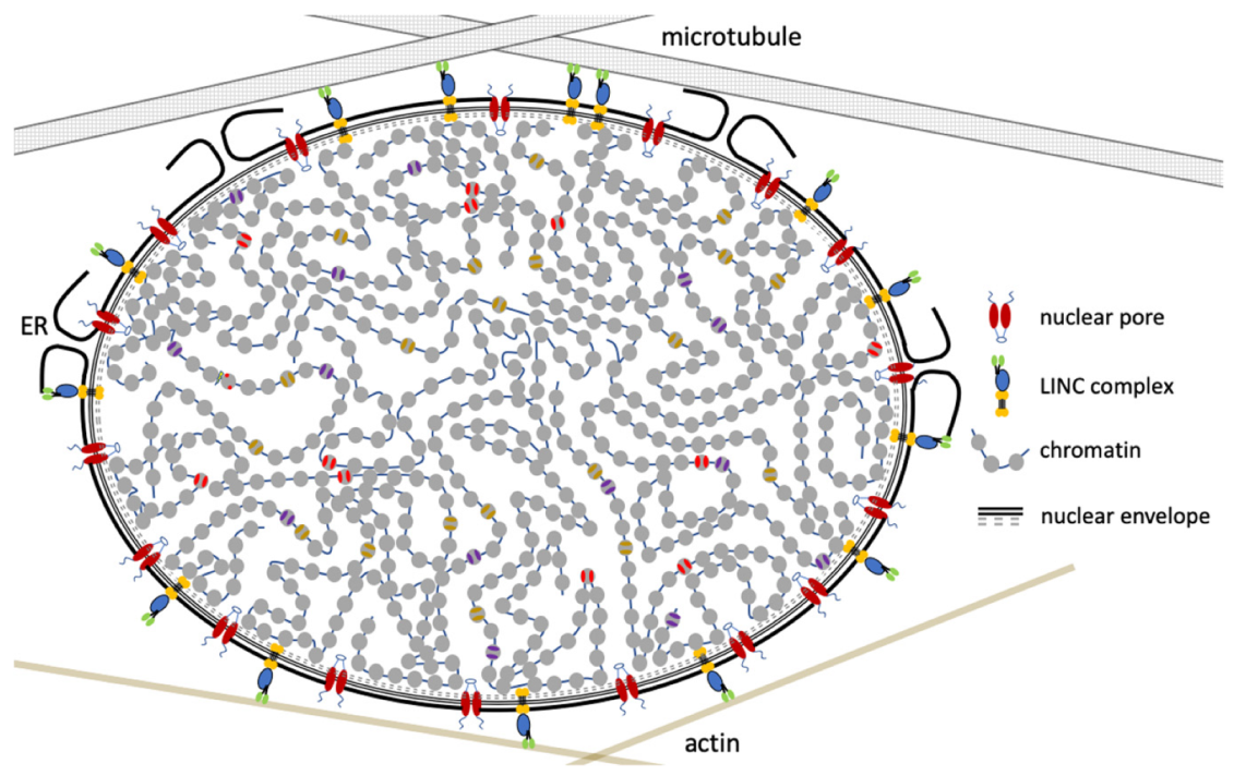 Cells 09 00580 g001 Cells 09 00580 g001