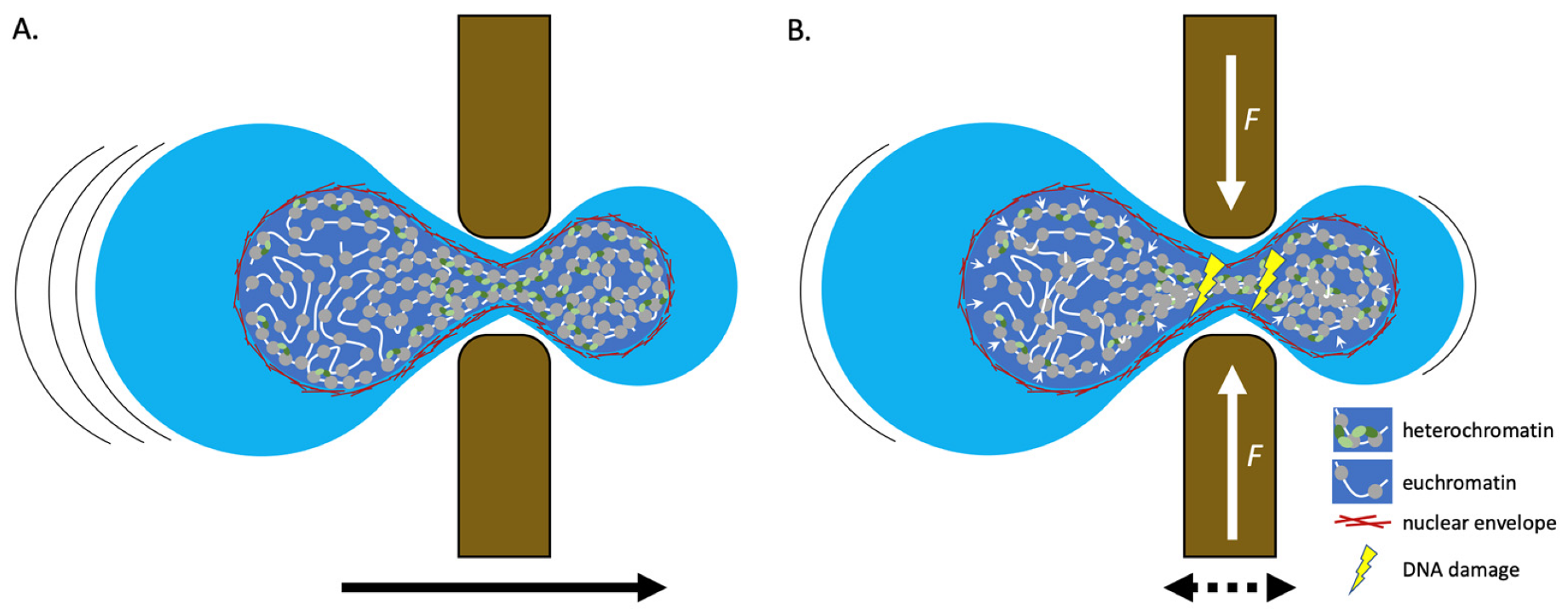 Cells 09 00580 g002 Cells 09 00580 g002