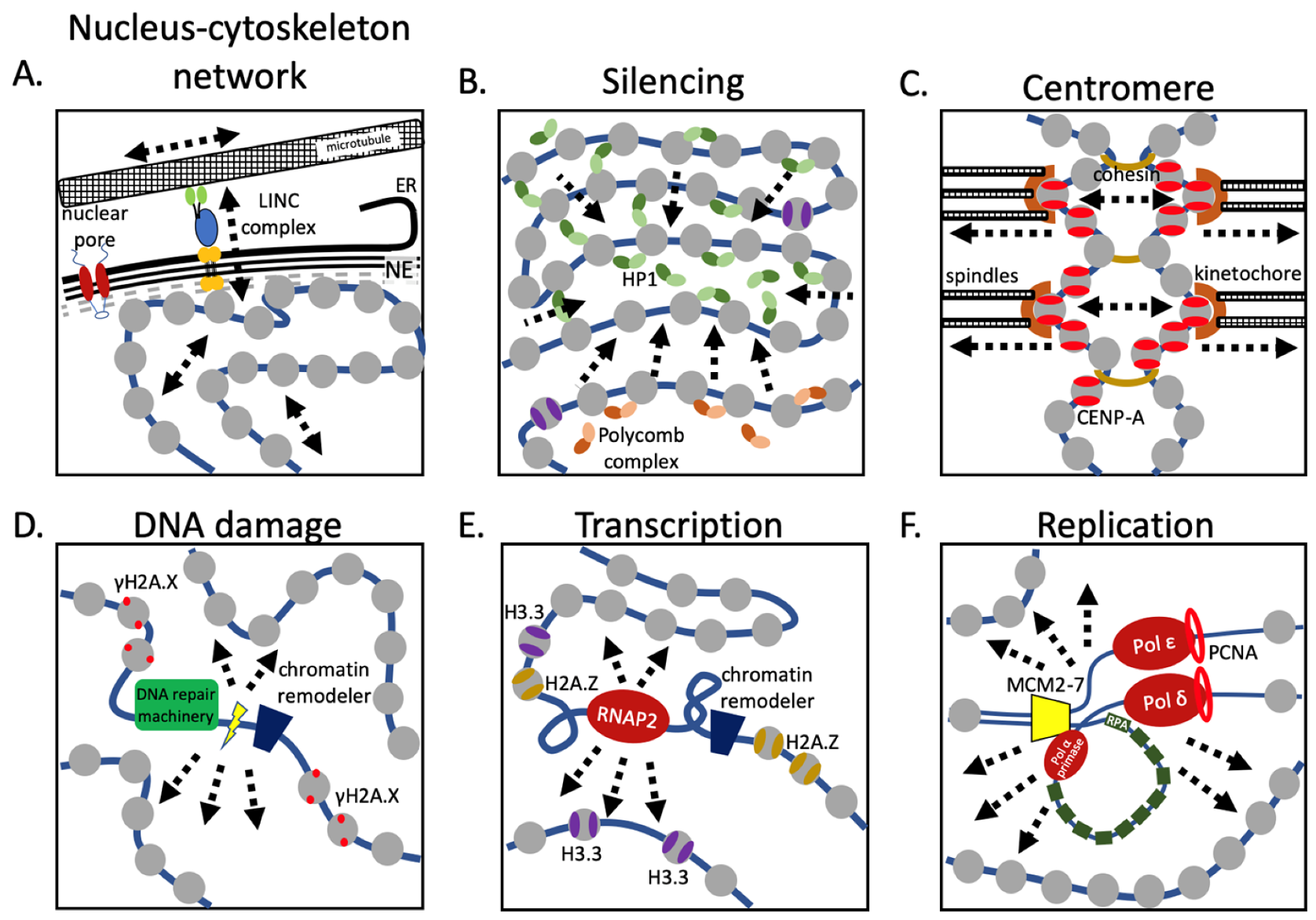 Cells 09 00580 g003 Cells 09 00580 g003