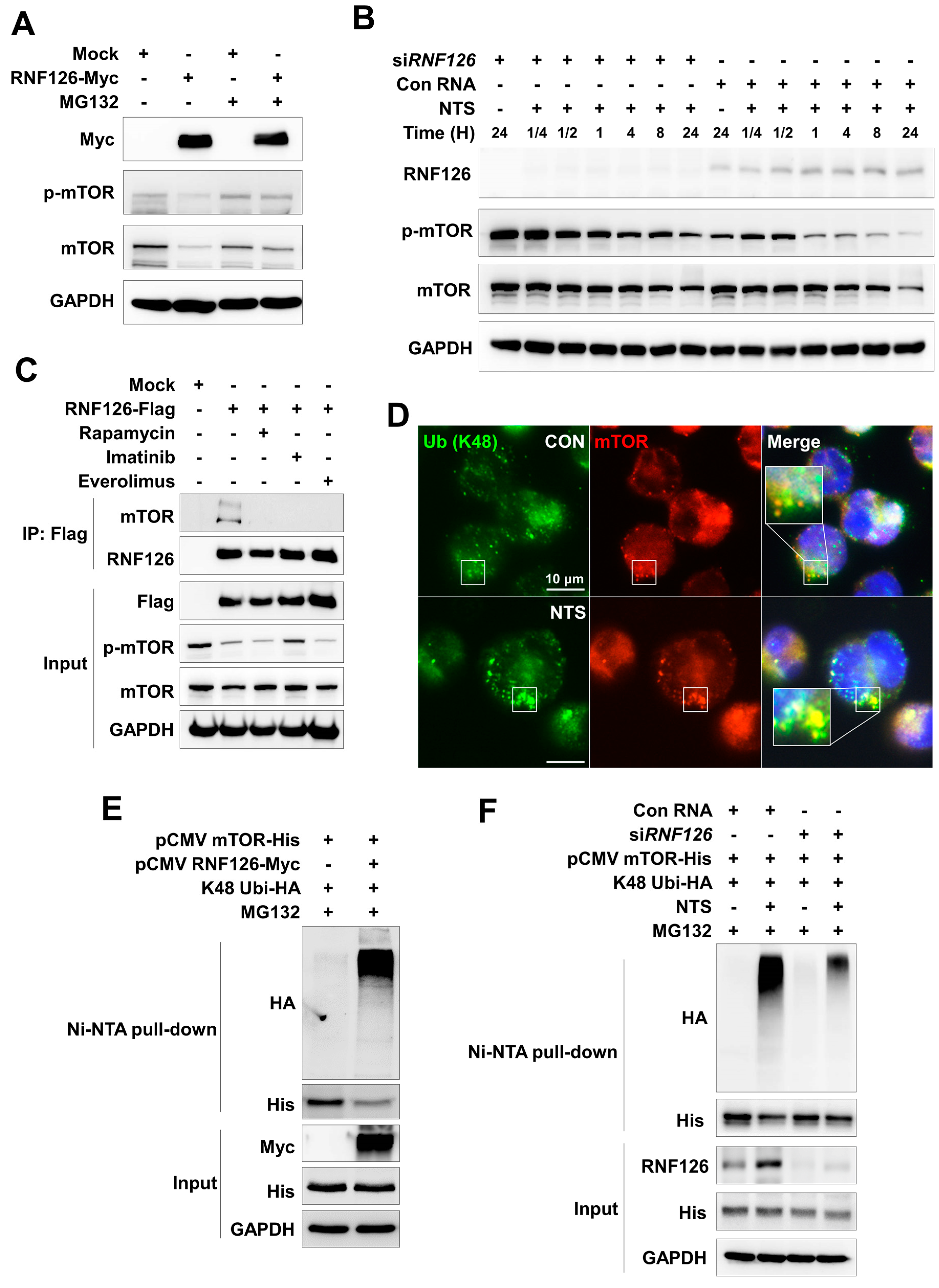 Cells 09 00595 g004 Cells 09 00595 g004