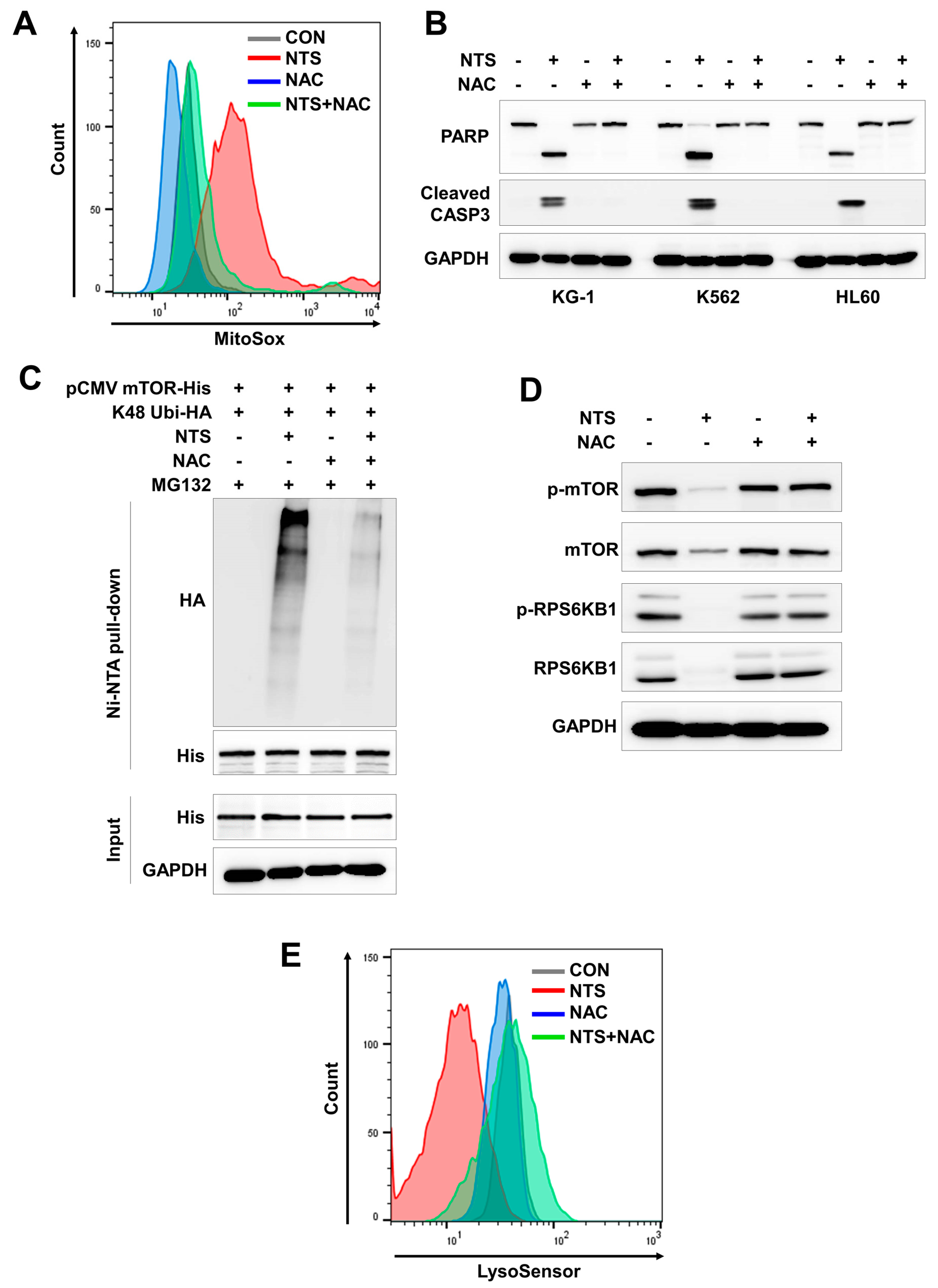 Cells 09 00595 g005 Cells 09 00595 g005