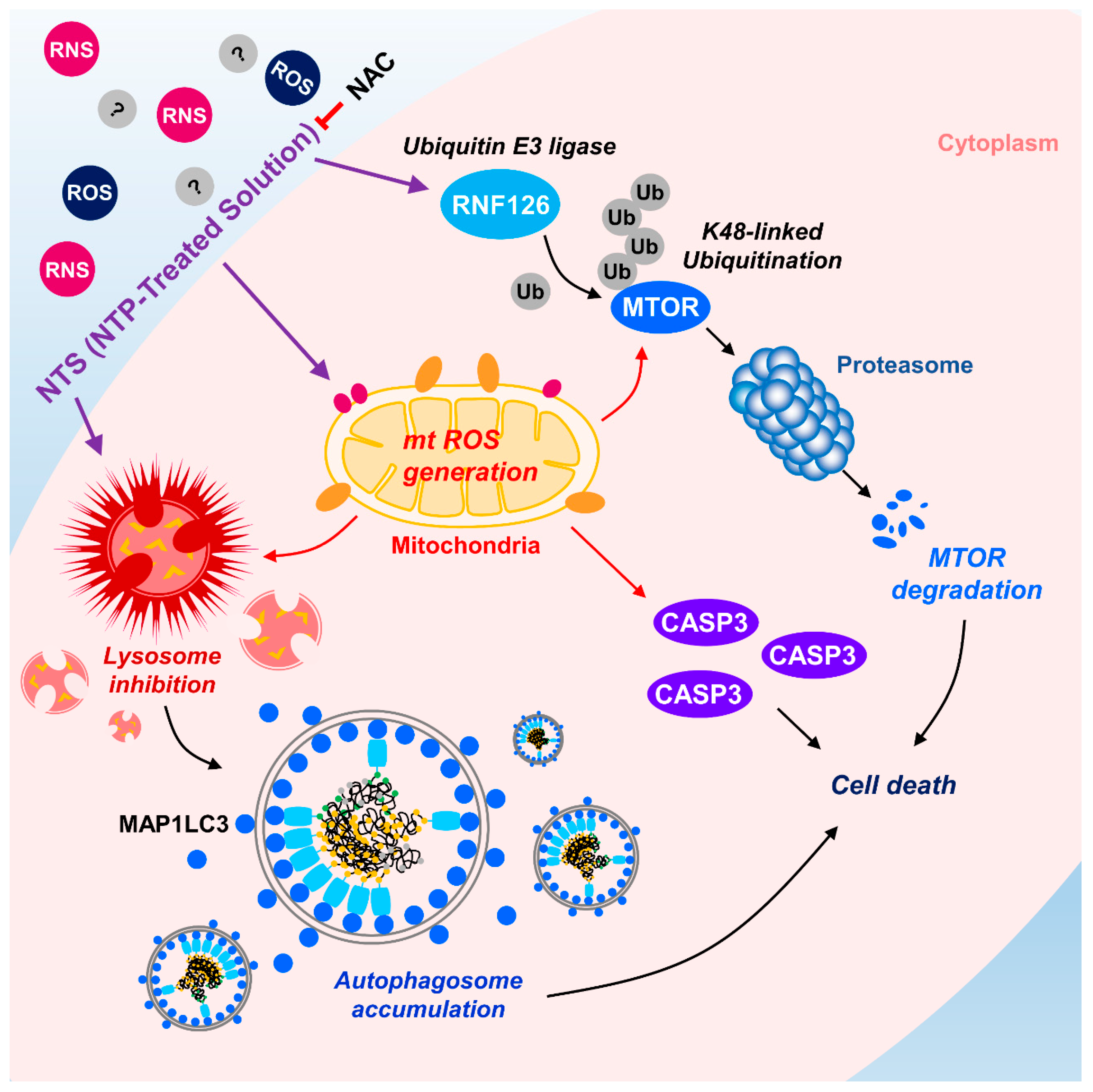 Cells 09 00595 g006 Cells 09 00595 g006