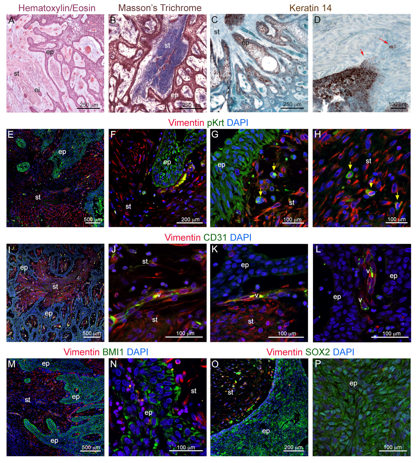 Cells 09 00644 g001 Cells 09 00644 g001