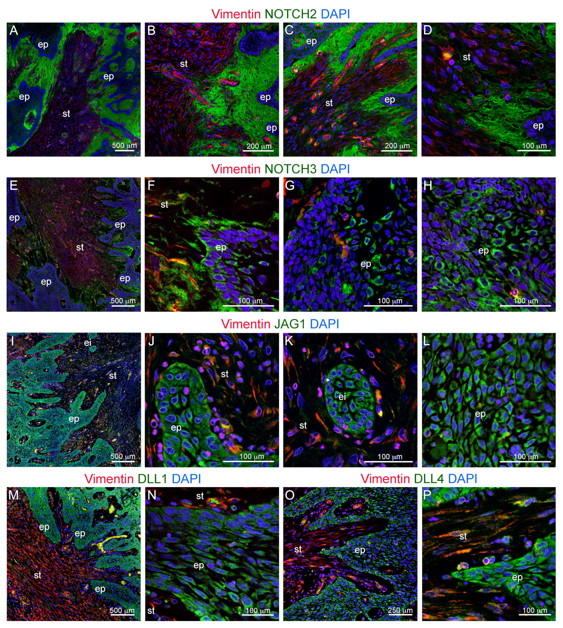 Cells 09 00644 g002 Cells 09 00644 g002
