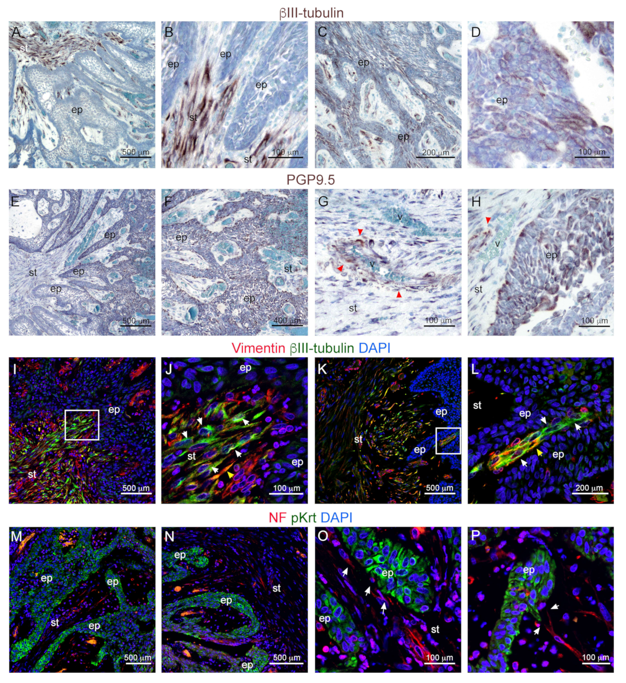 Cells 09 00644 g003 Cells 09 00644 g003