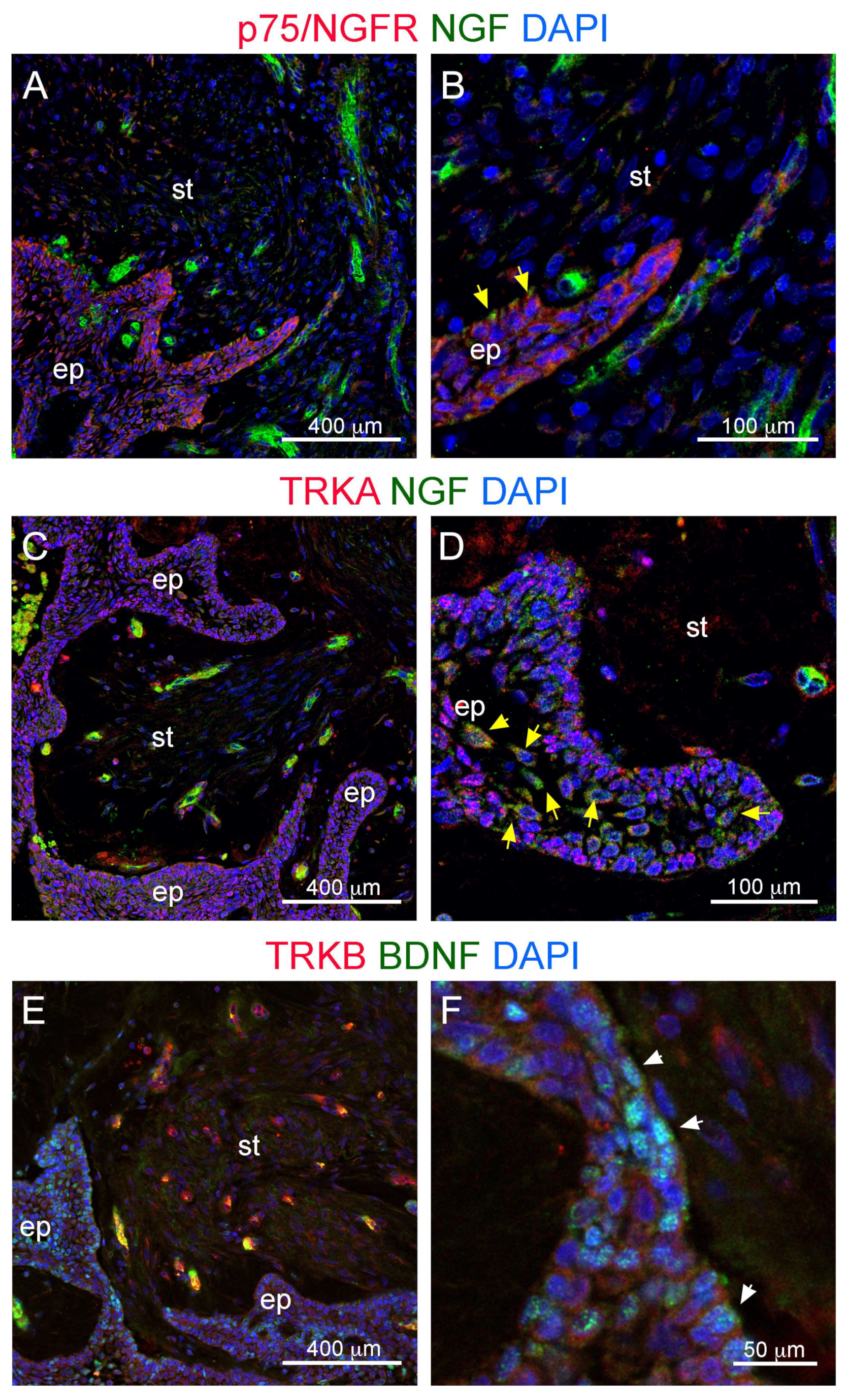 Cells 09 00644 g004 Cells 09 00644 g004