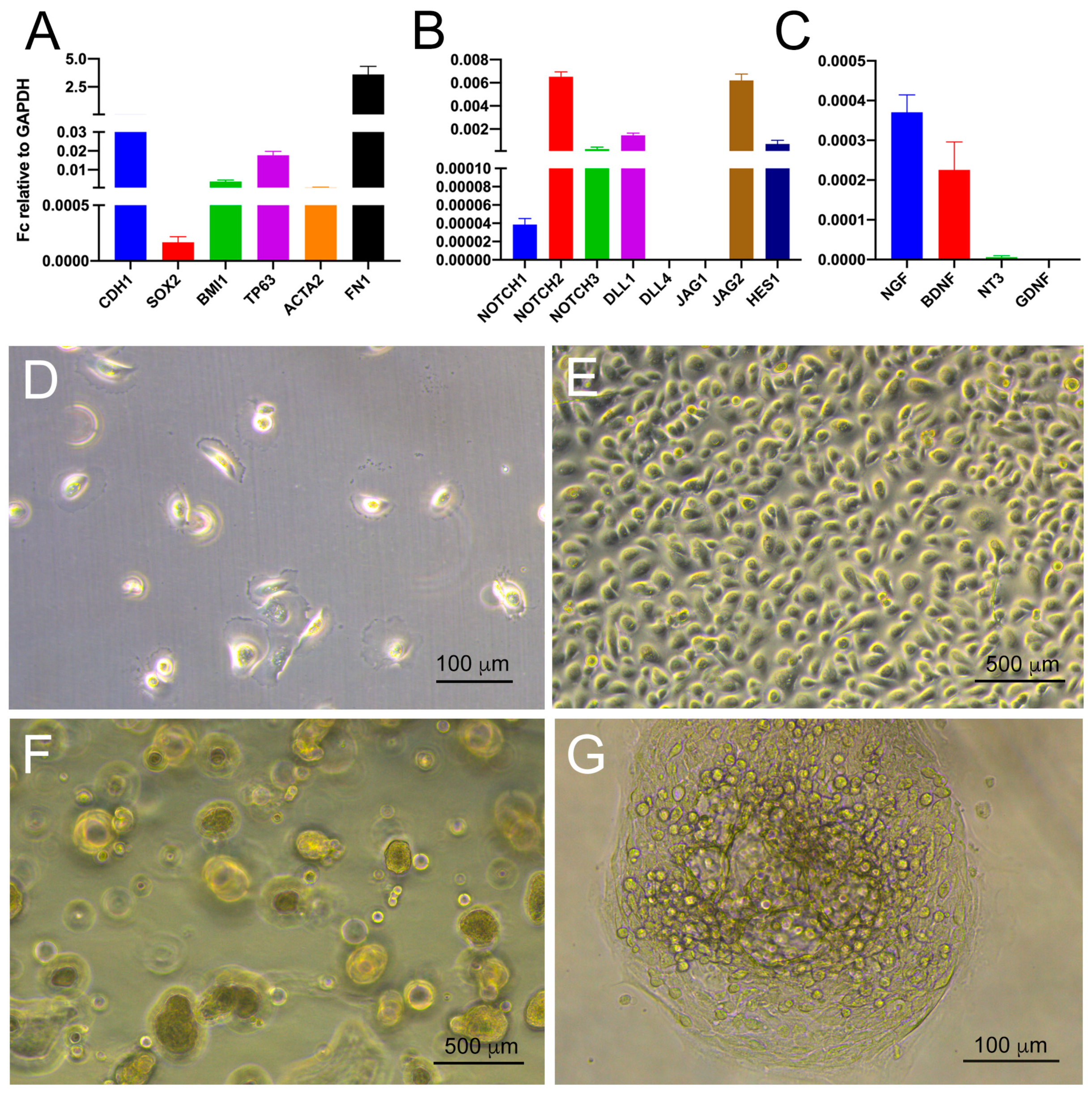 Cells 09 00644 g005 Cells 09 00644 g005