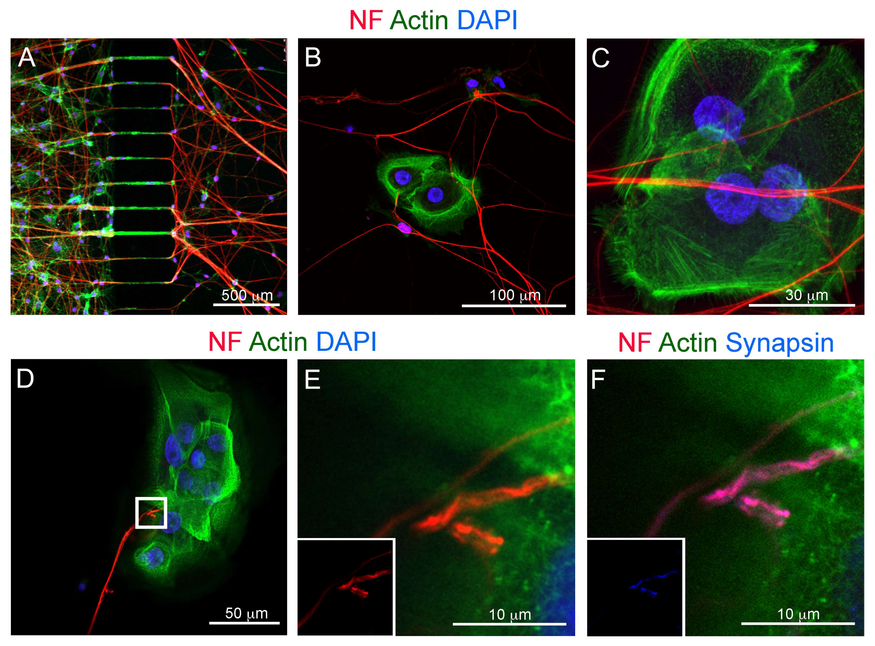 Cells 09 00644 g007 Cells 09 00644 g007
