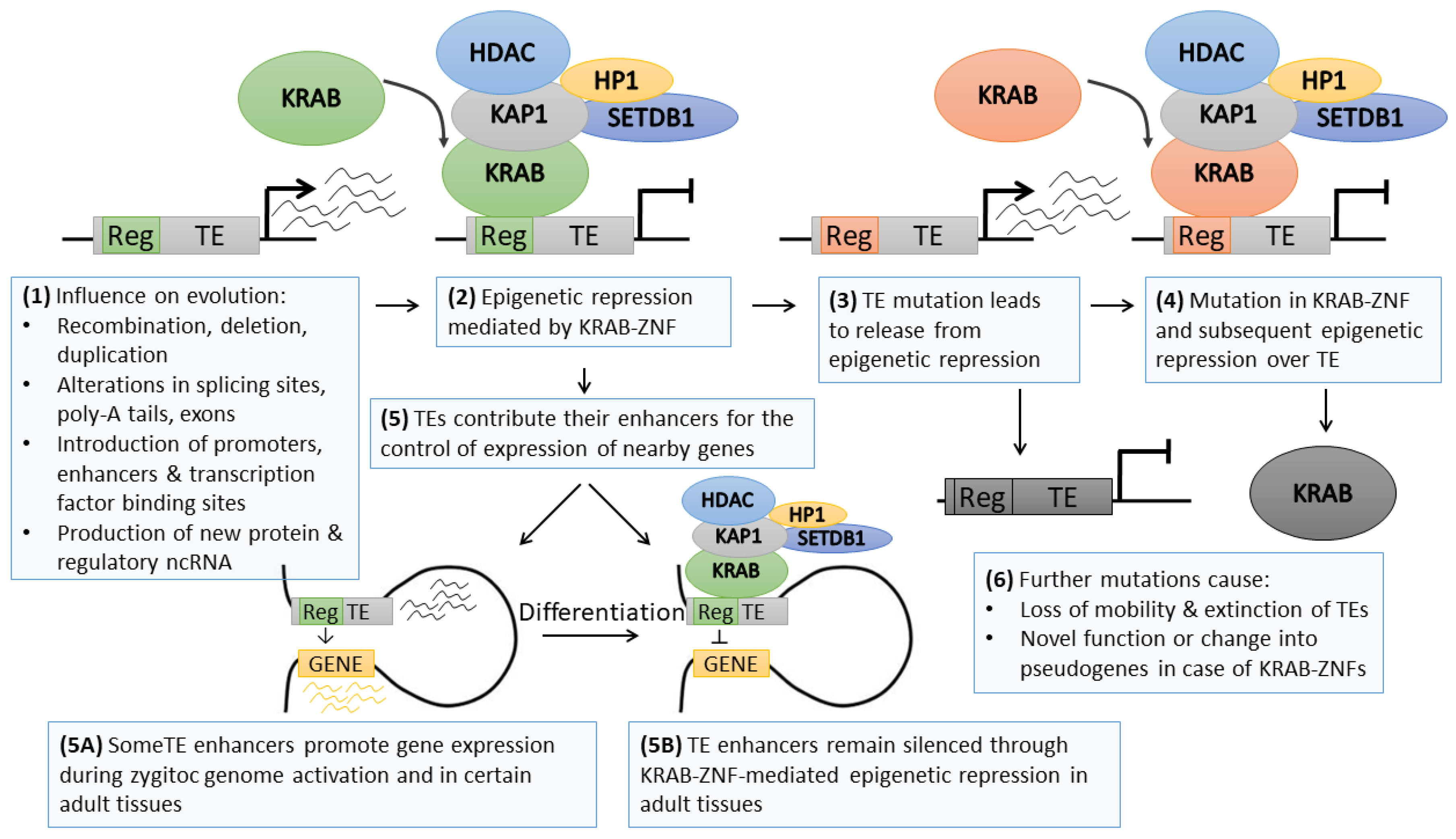 Cells 09 00653 g002 Cells 09 00653 g002