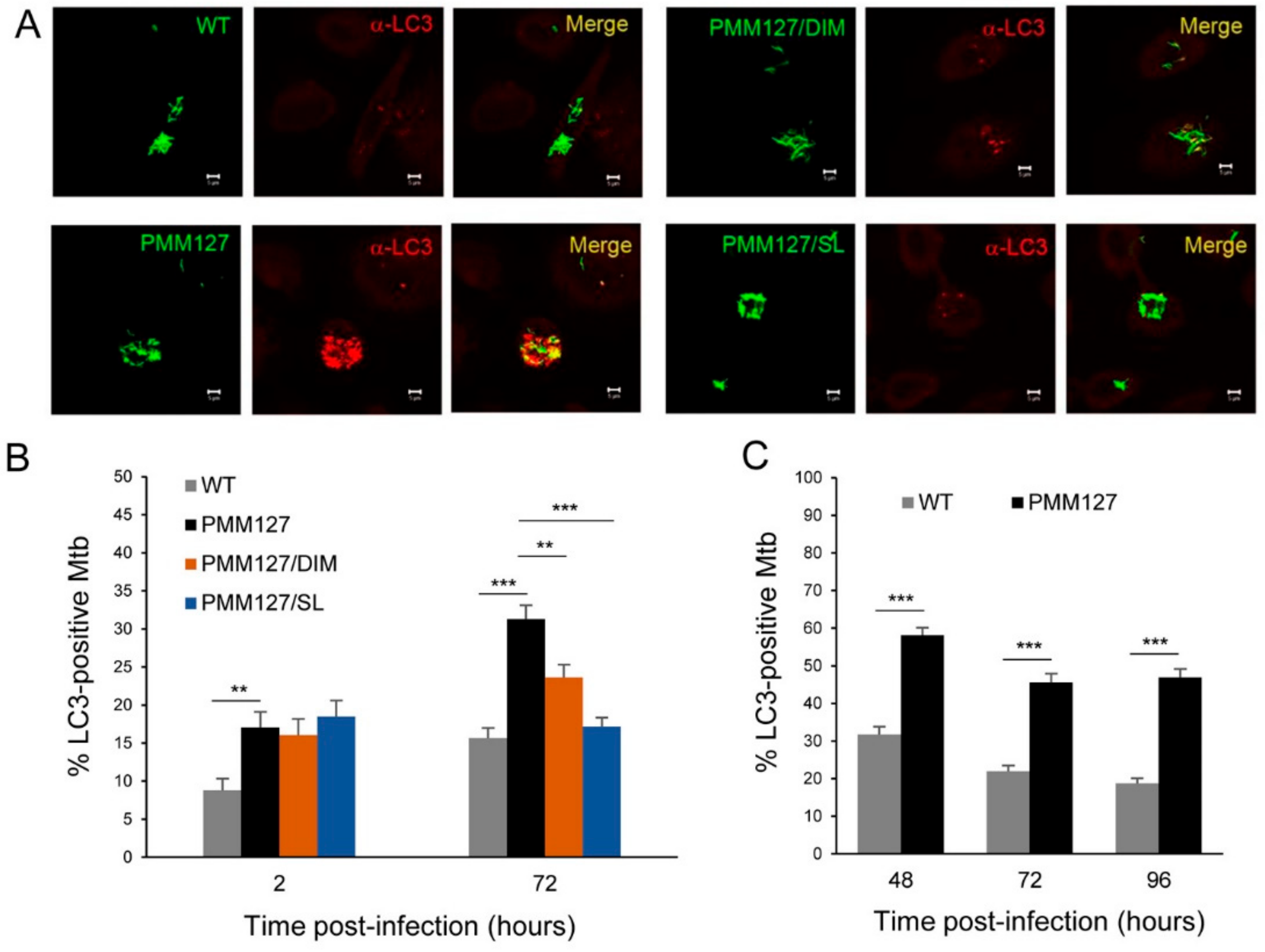 Cells 09 00666 g001