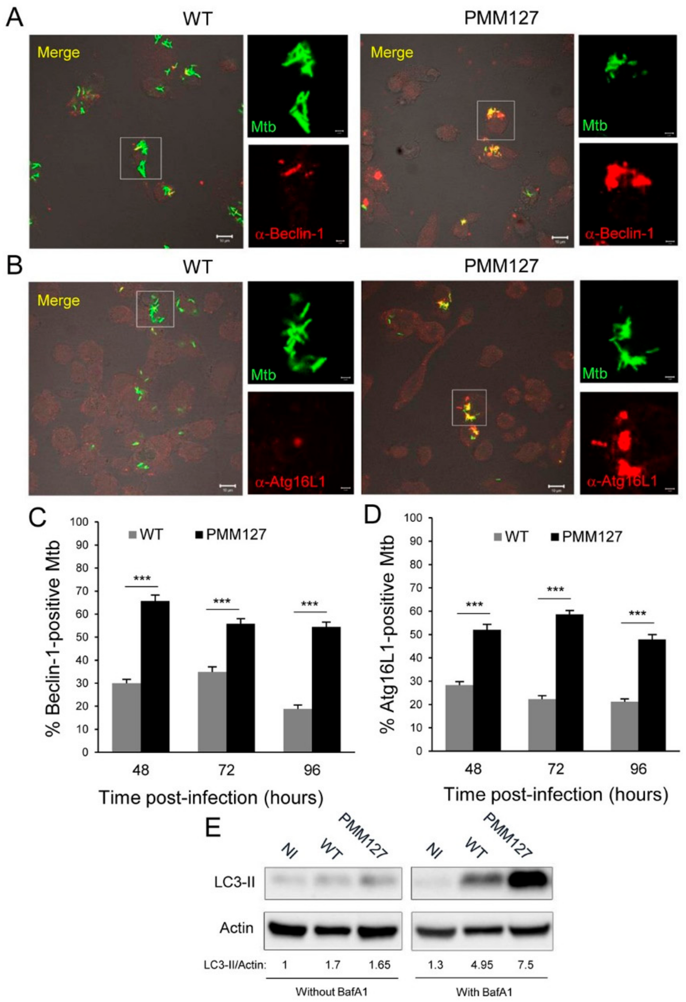 Cells 09 00666 g002