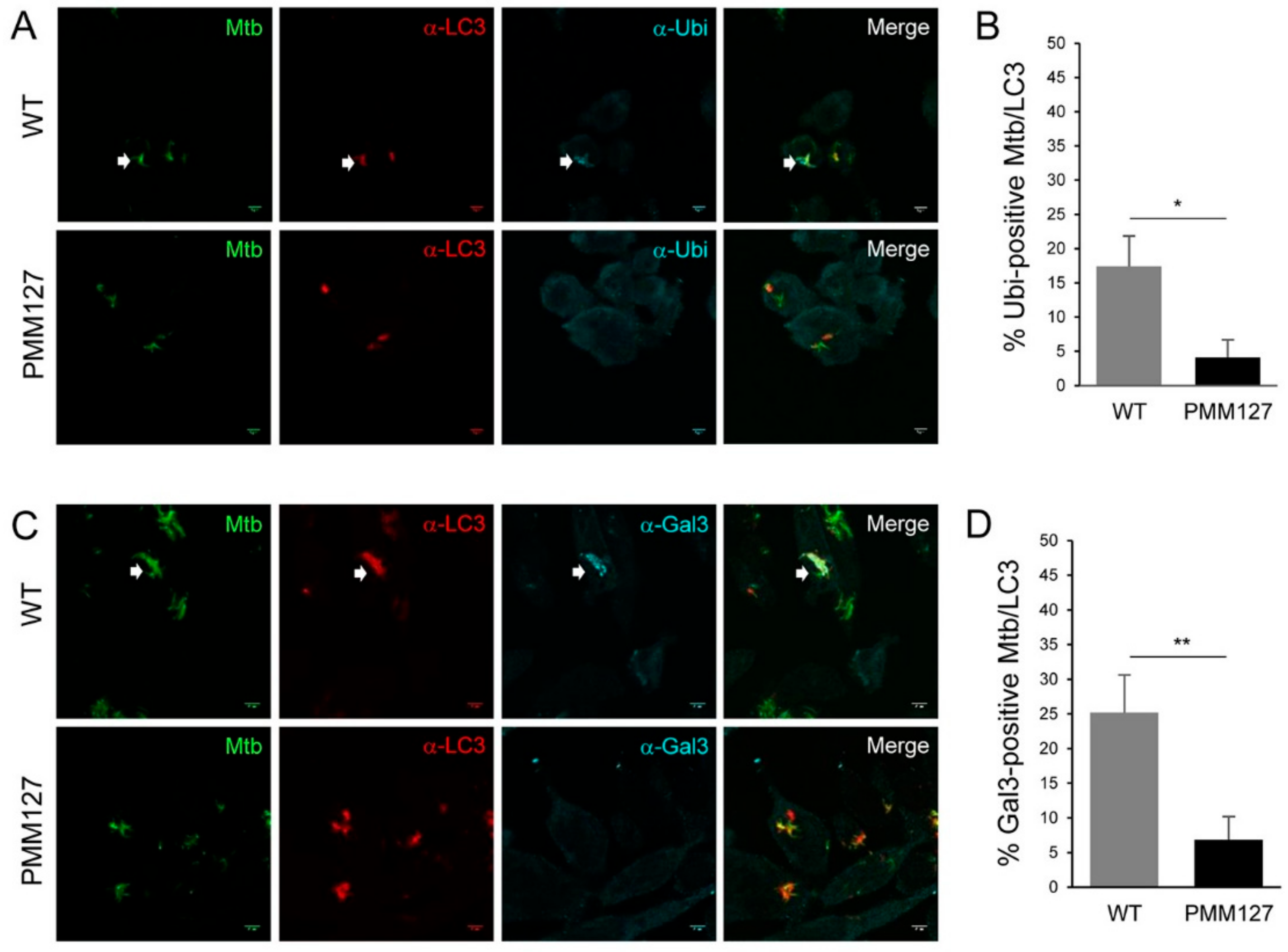 Cells 09 00666 g004