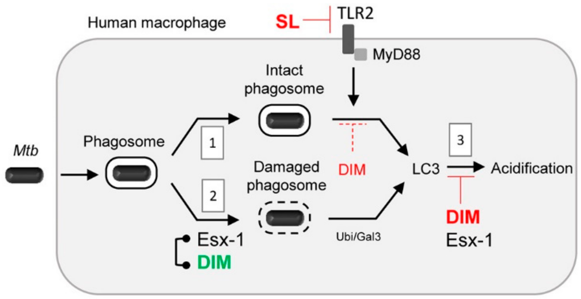 Cells 09 00666 g007