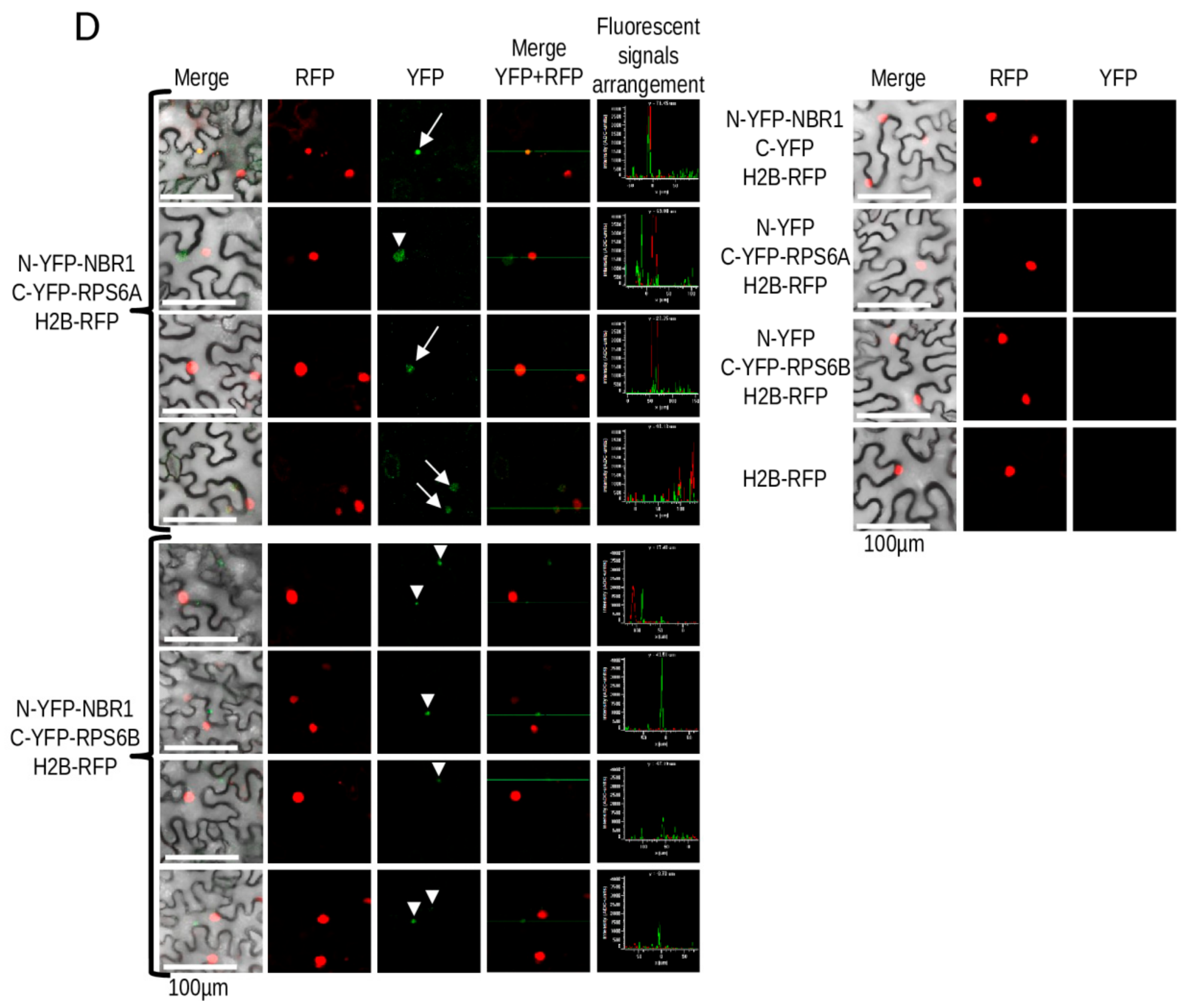 Cells 09 00669 g008b