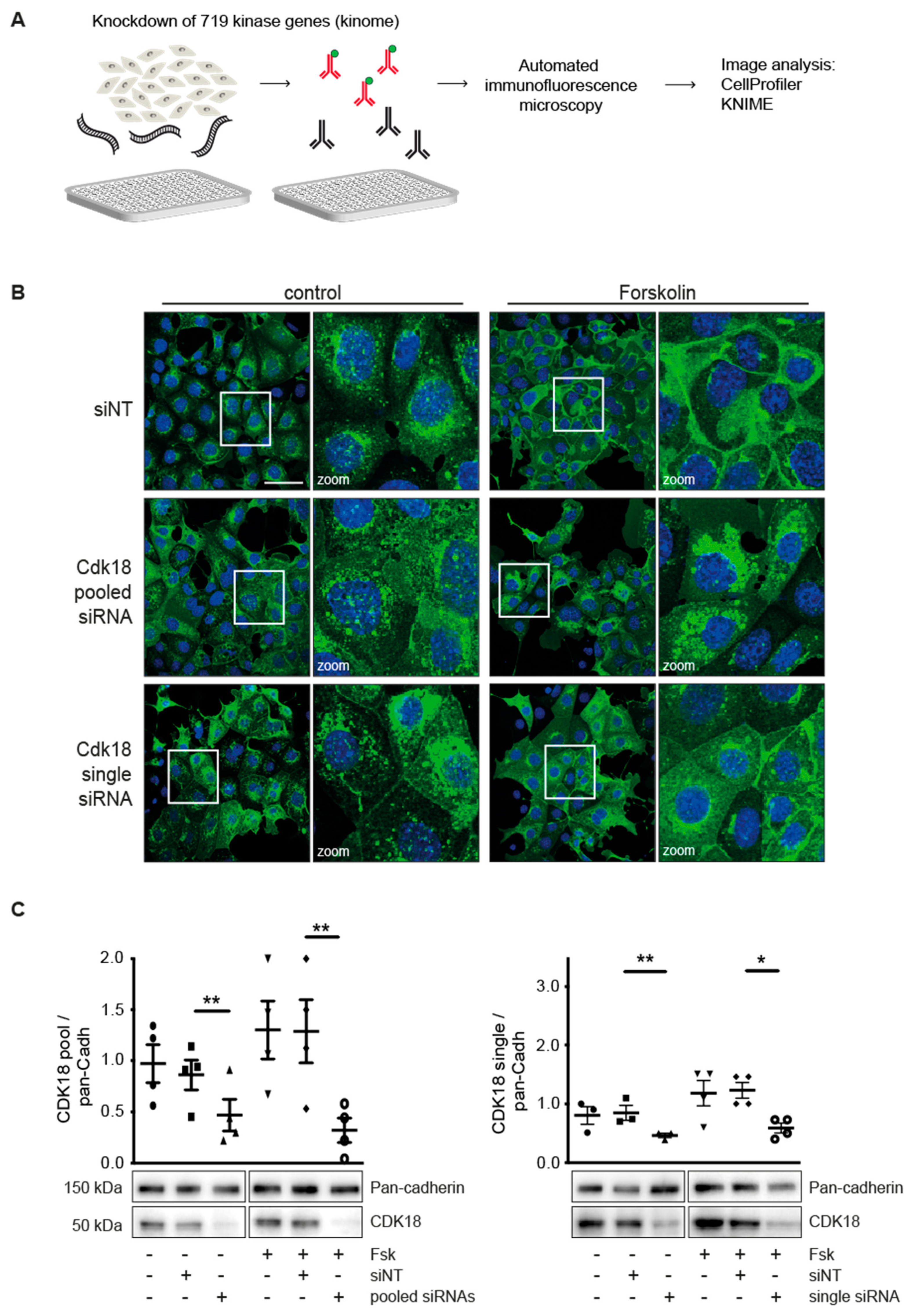 Cells 09 00673 g001