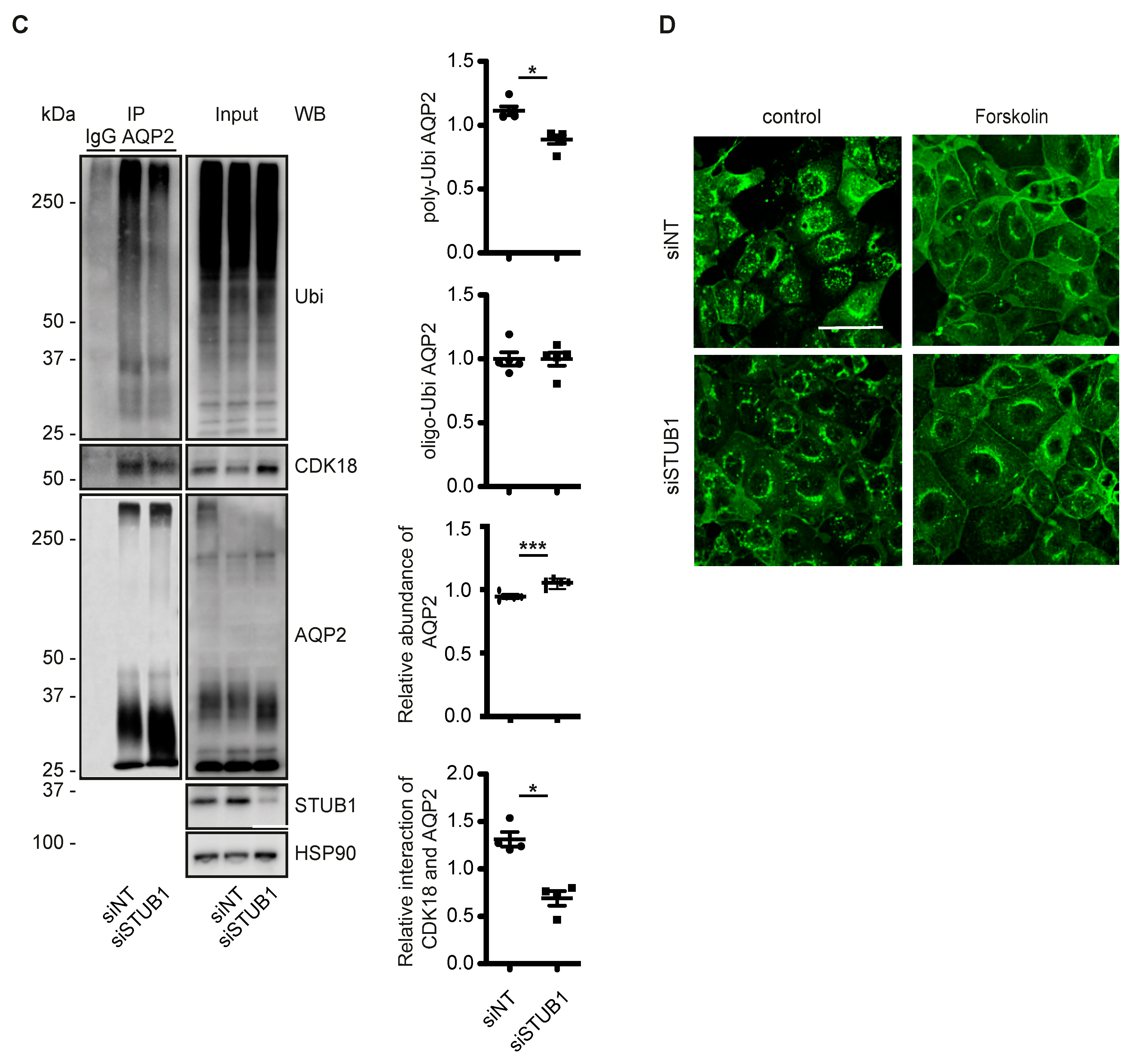 Cells 09 00673 g004b