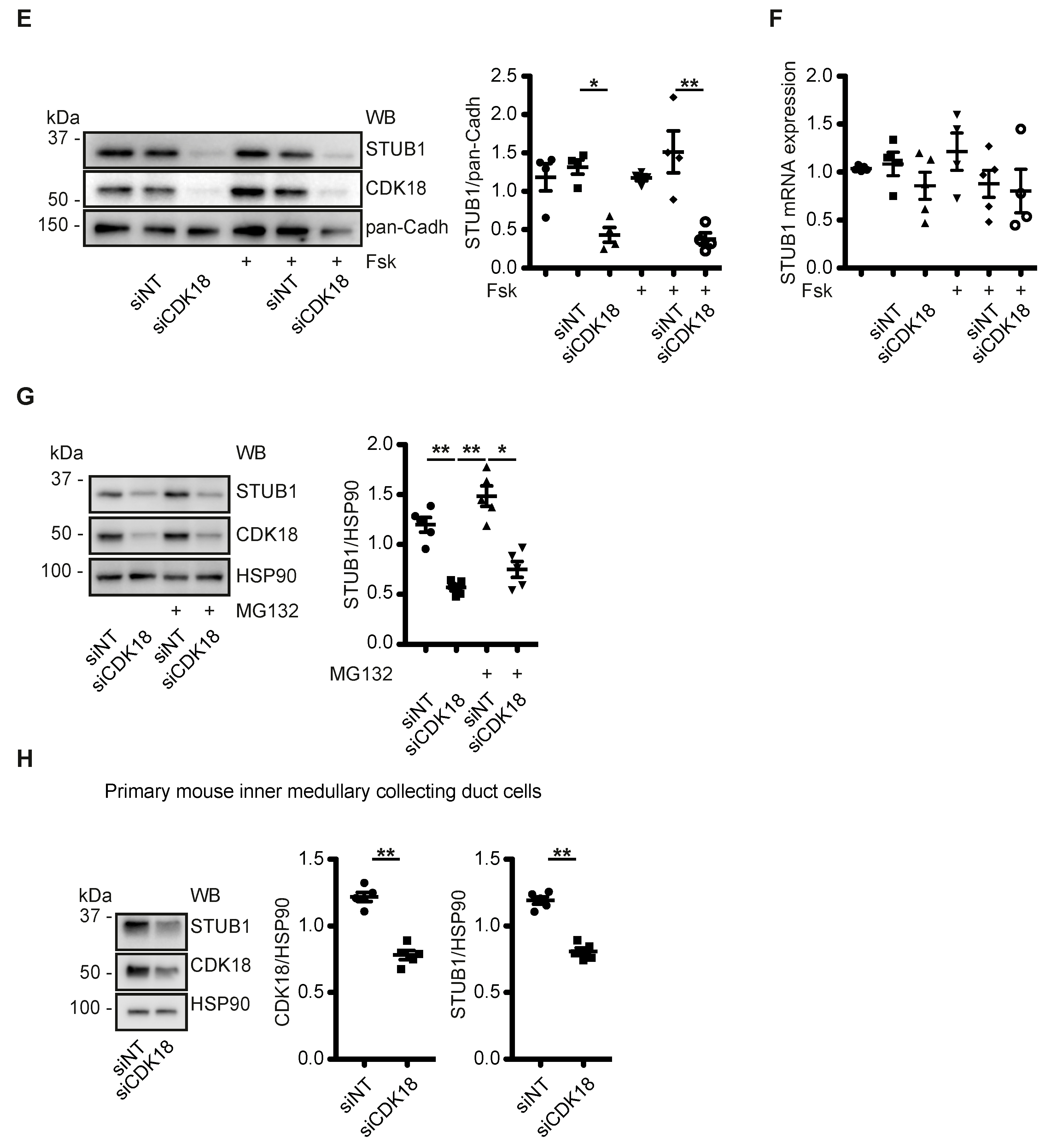 Cells 09 00673 g004c