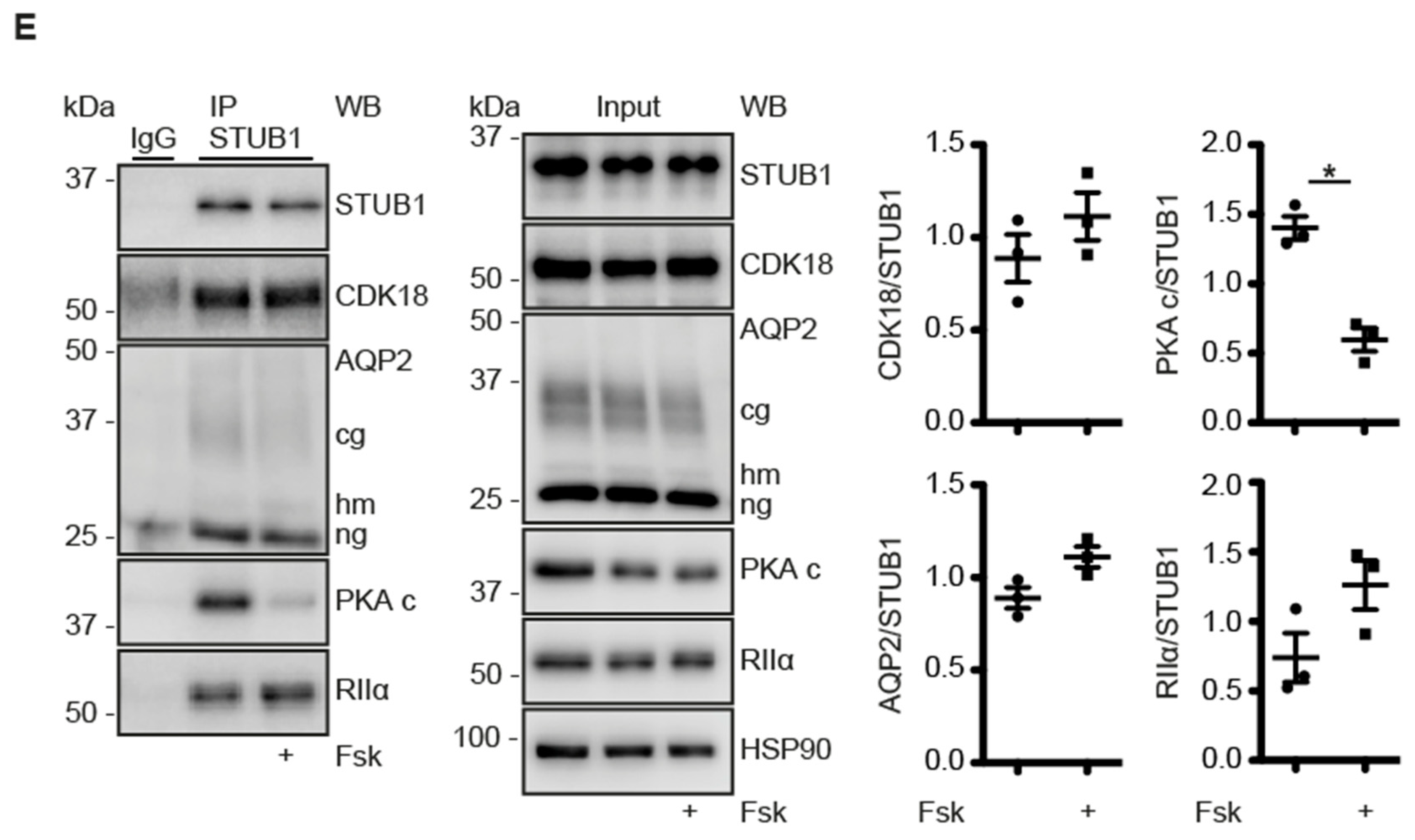 Cells 09 00673 g005b