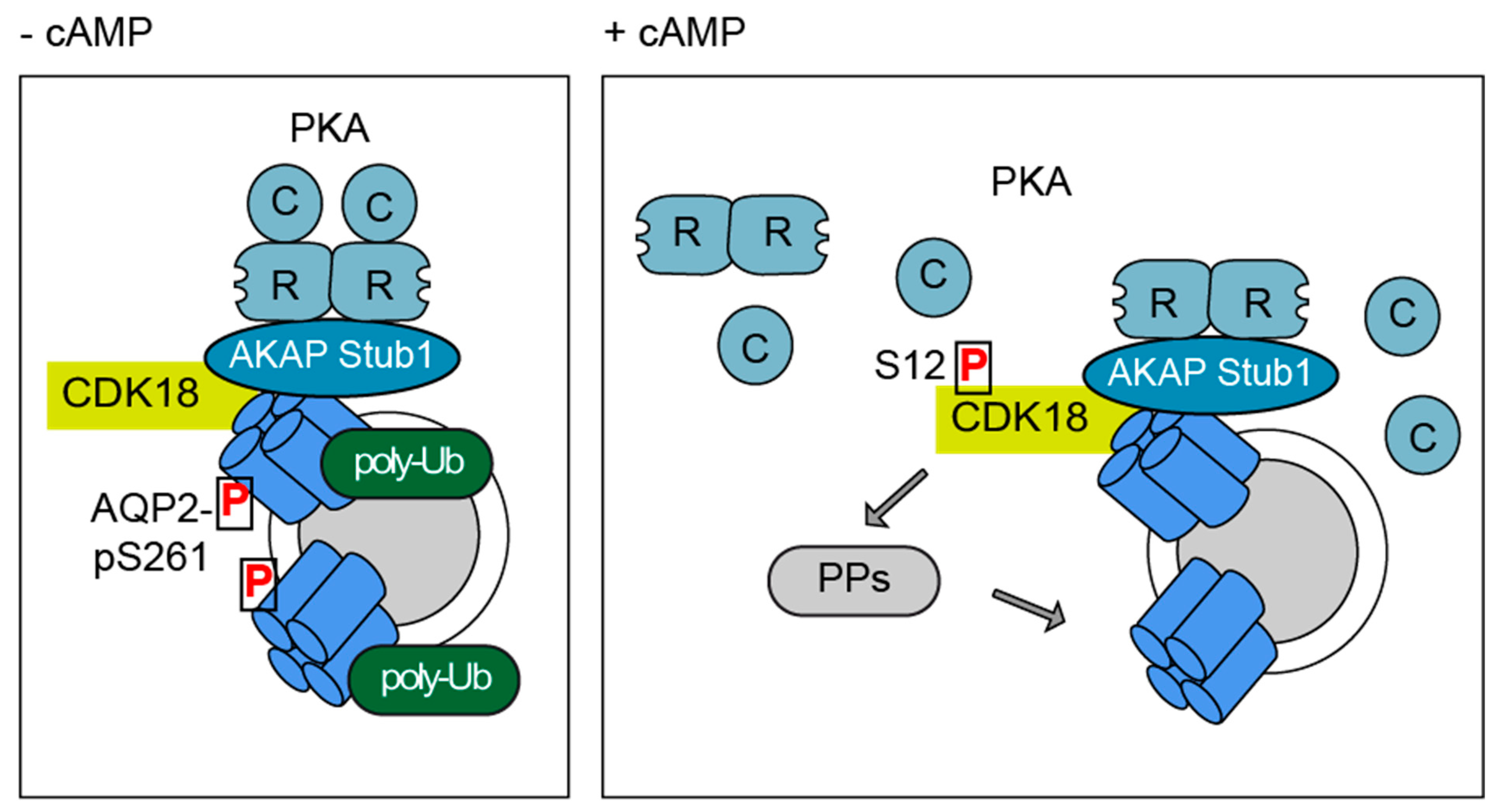 Cells 09 00673 g008
