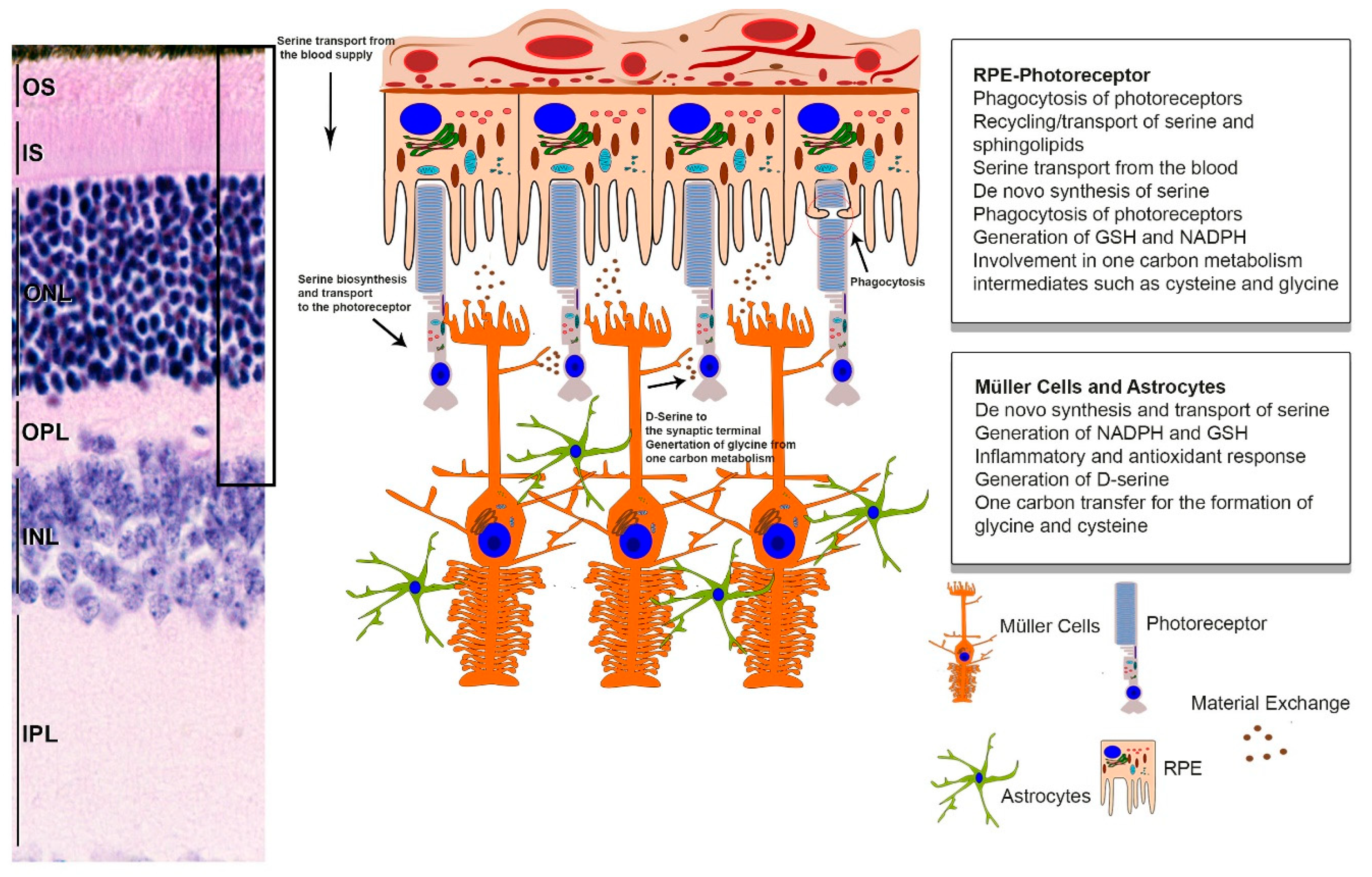 Cells 09 00674 g003 Cells 09 00674 g003