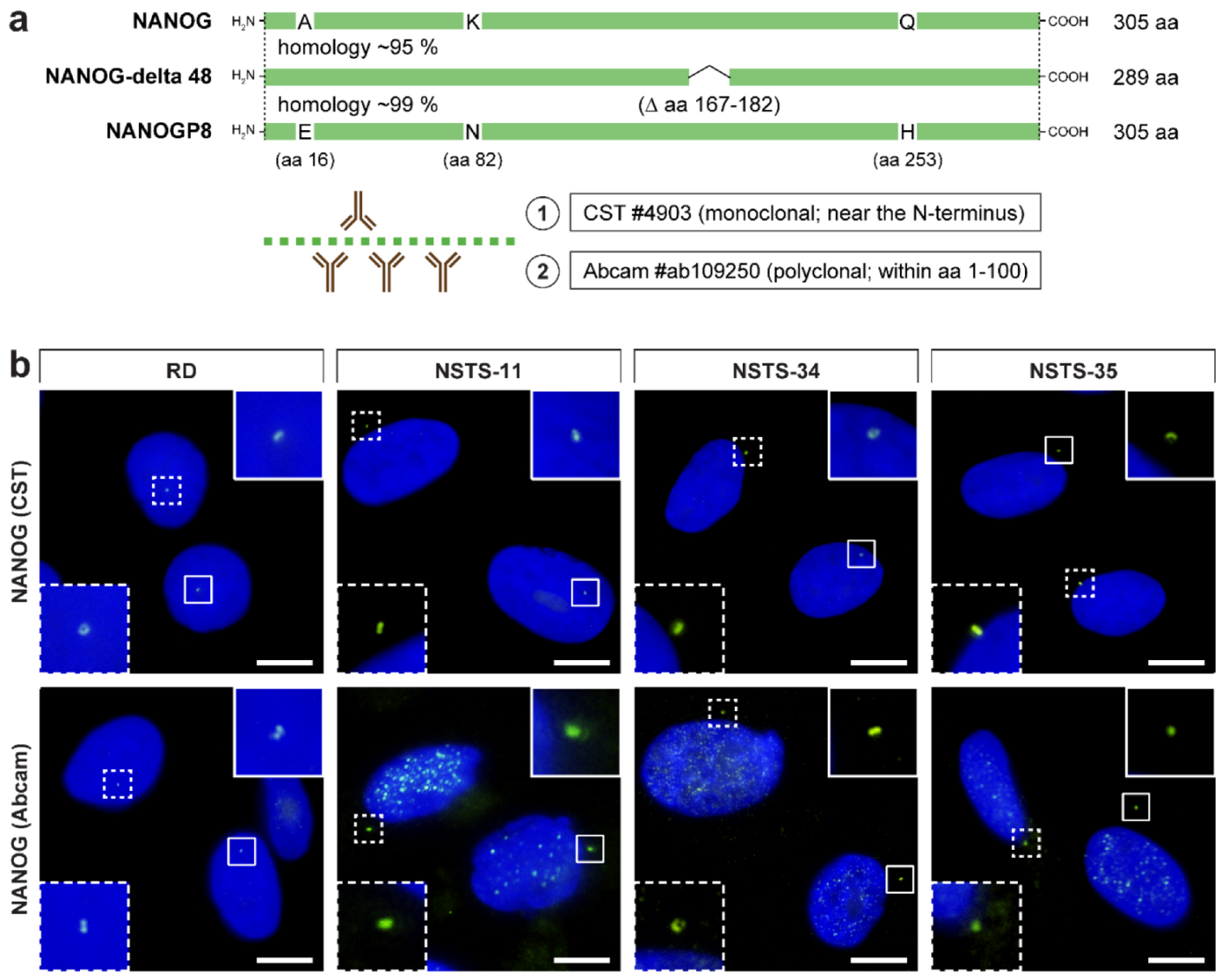 Cells 09 00692 g001