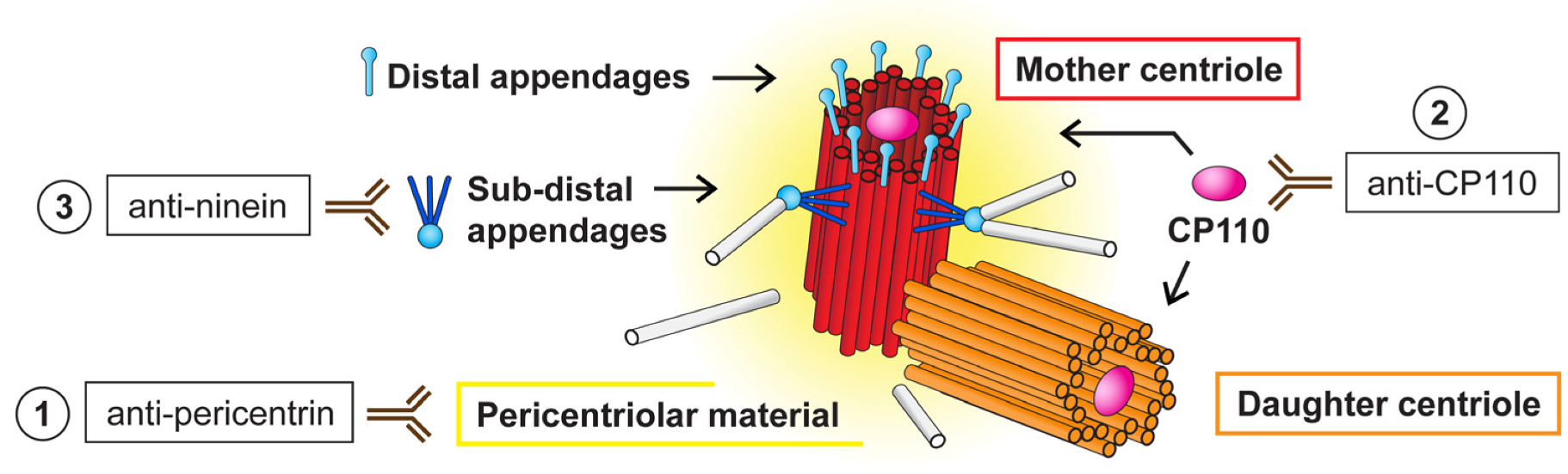 Cells 09 00692 g002