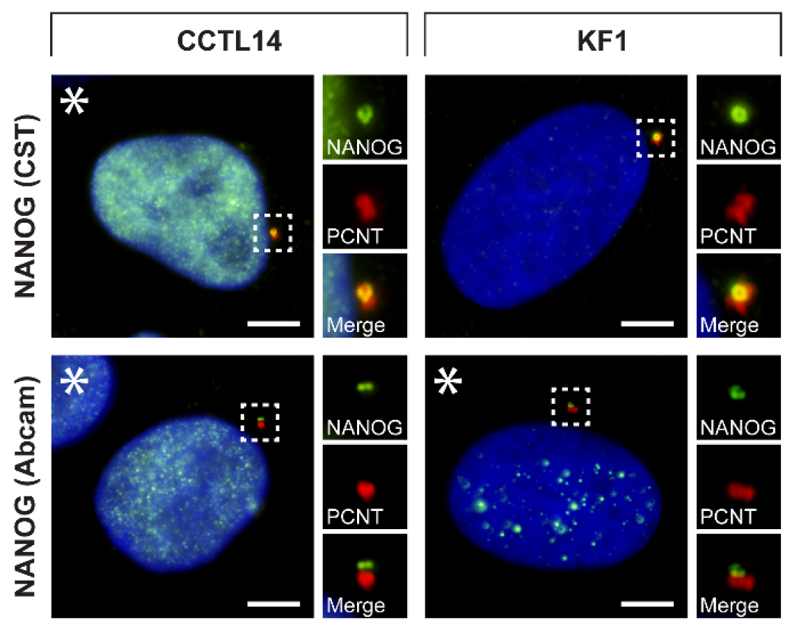 Cells 09 00692 g004