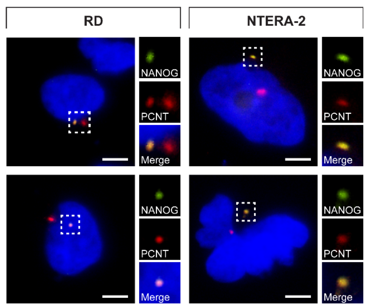 Cells 09 00692 g005