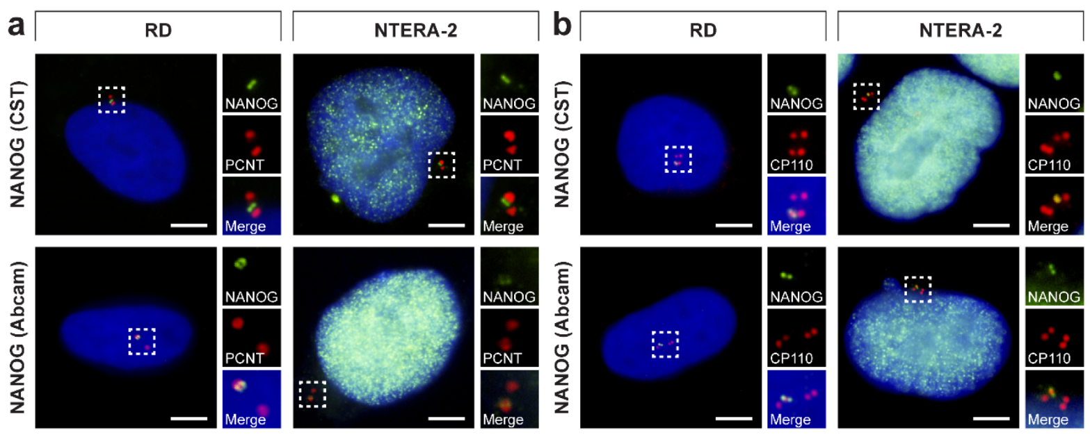 Cells 09 00692 g007