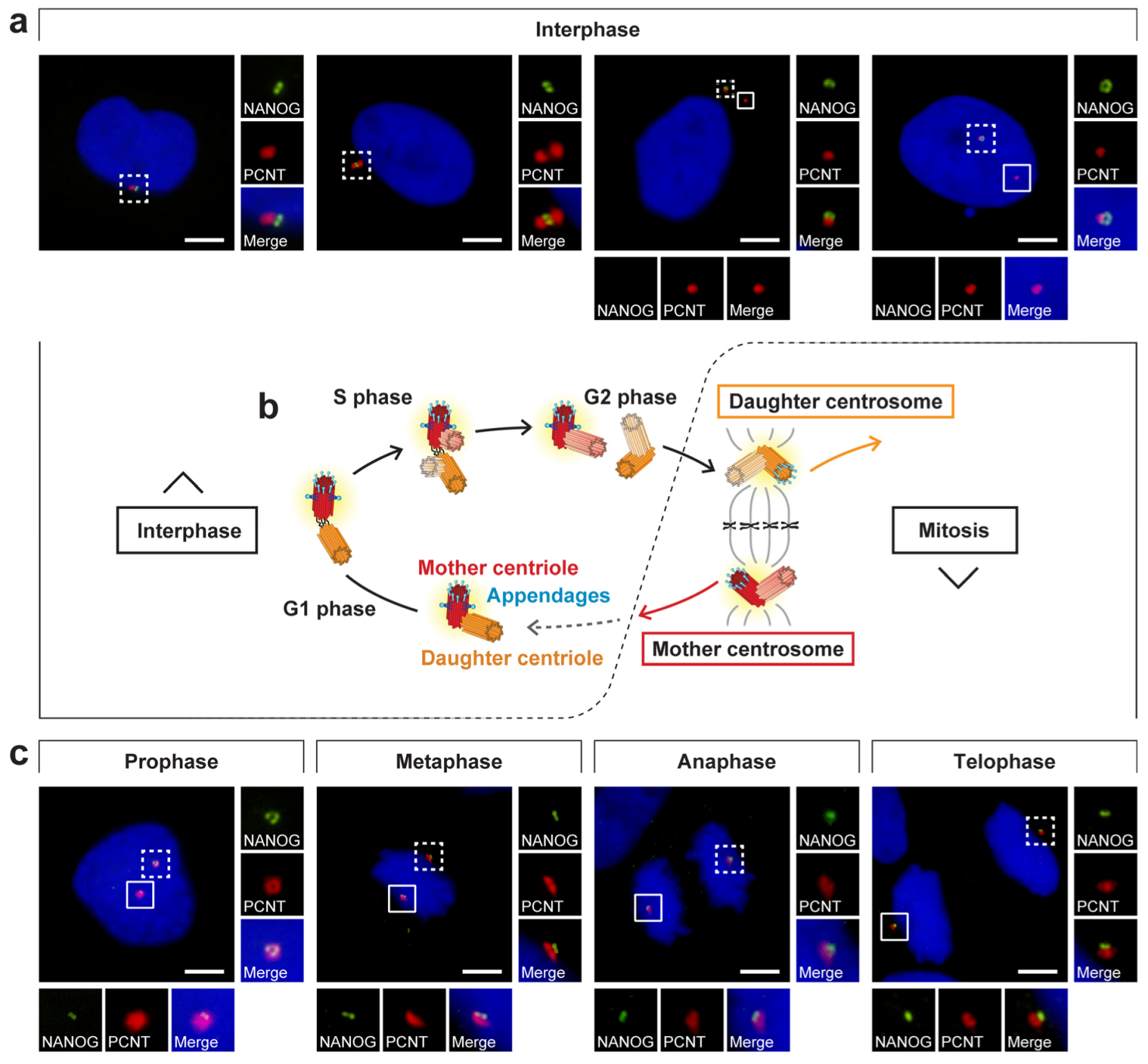 Cells 09 00692 g008