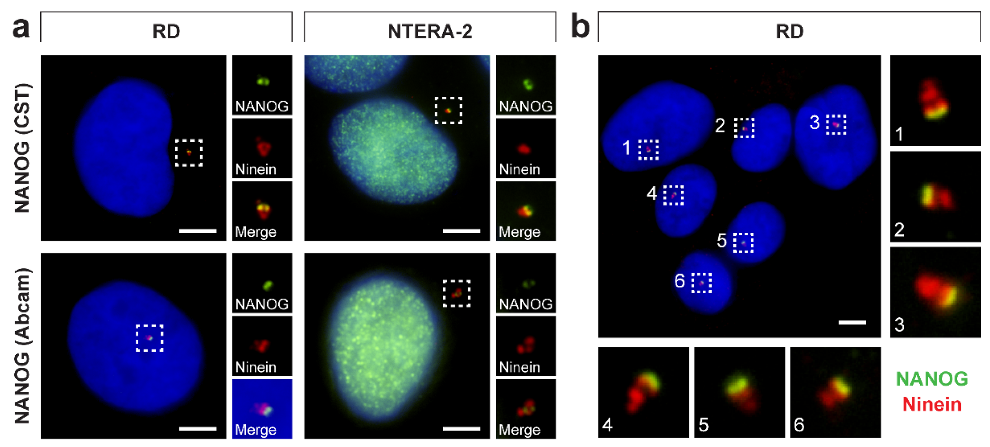 Cells 09 00692 g009