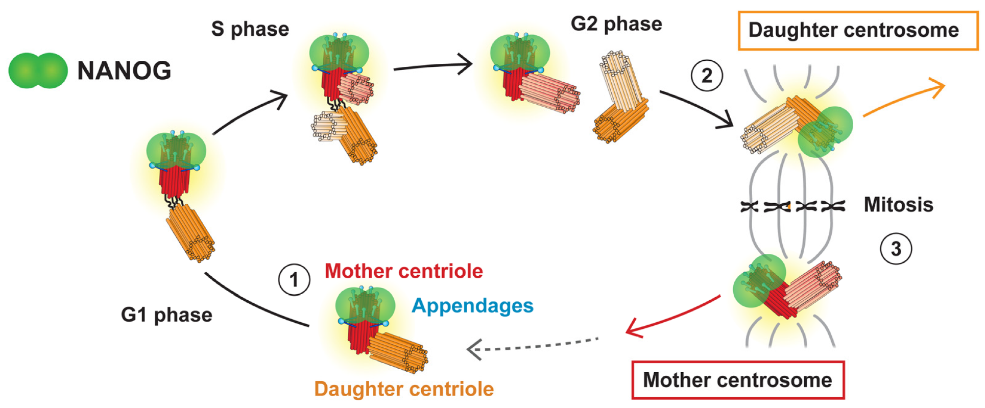 Cells 09 00692 g010