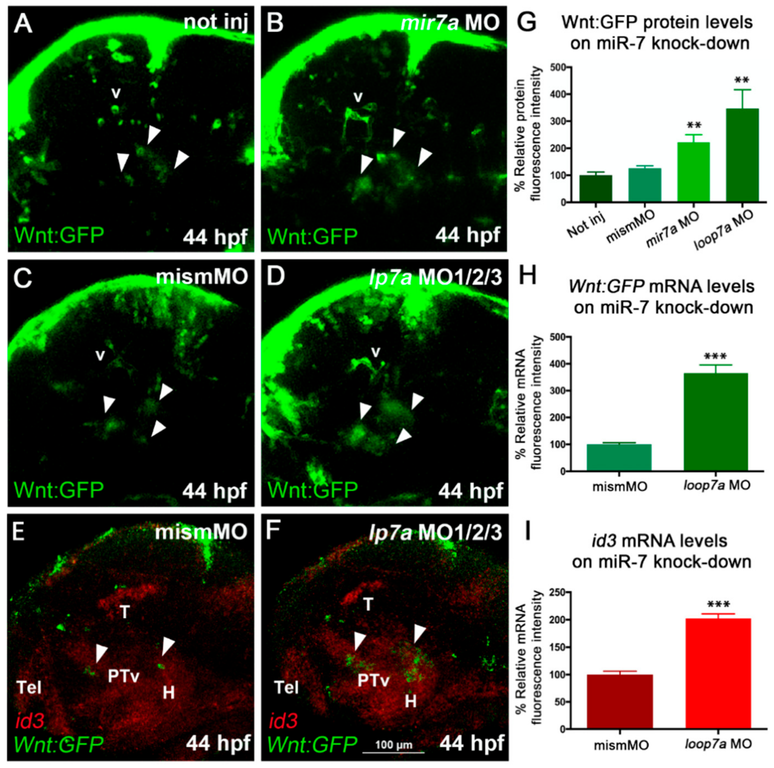 Cells 09 00711 g003 Cells 09 00711 g003