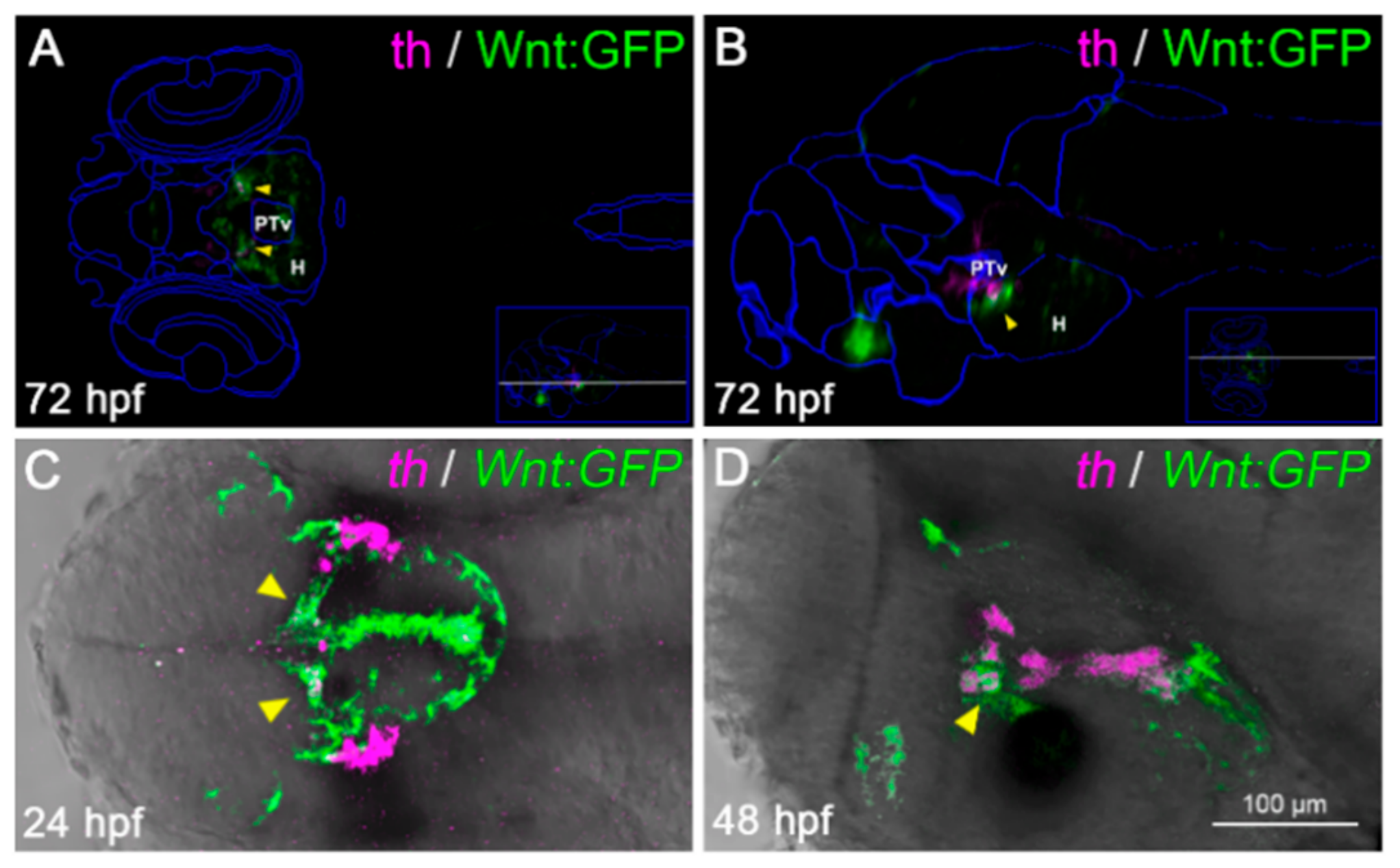 Cells 09 00711 g005 Cells 09 00711 g005