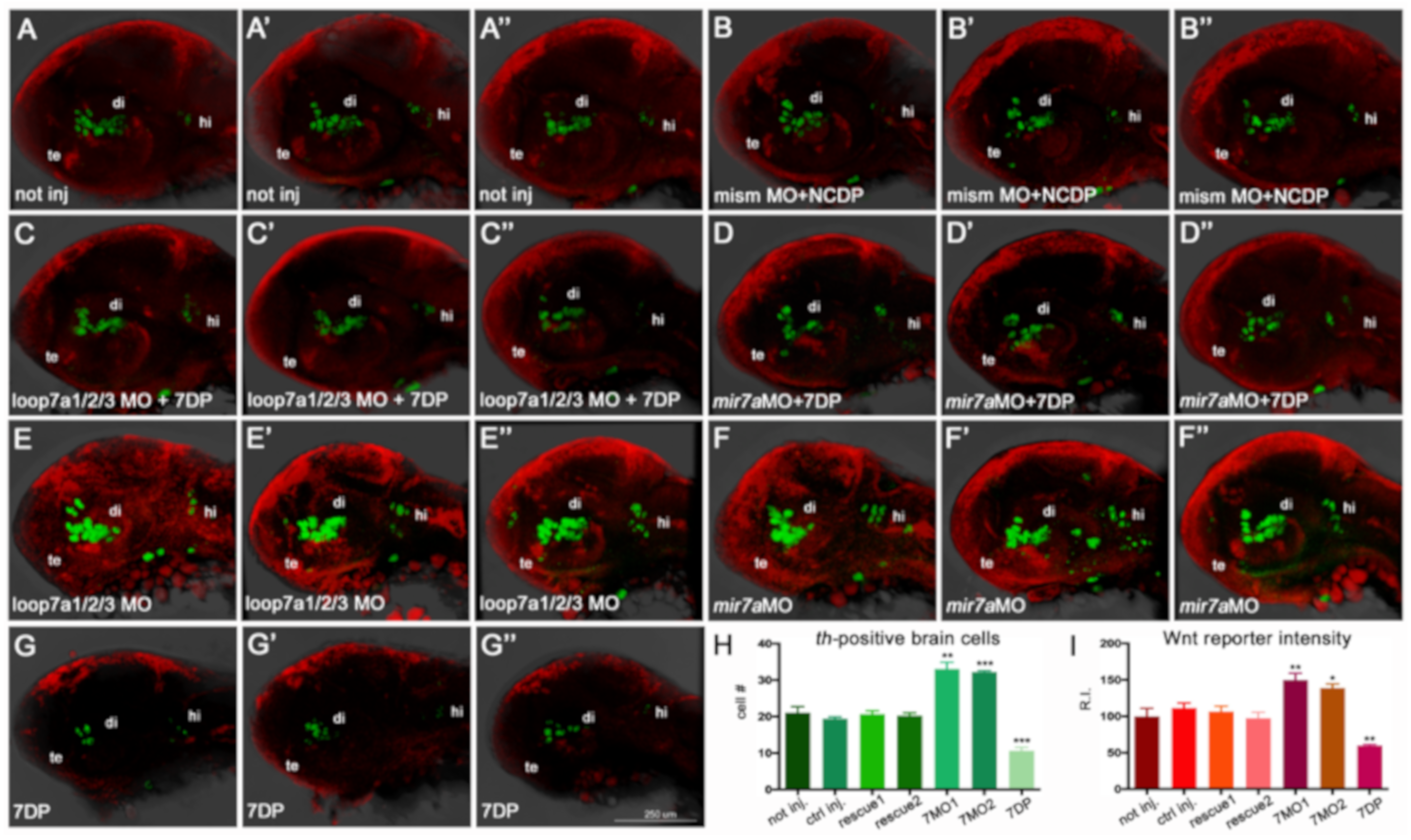 Cells 09 00711 g006 Cells 09 00711 g006