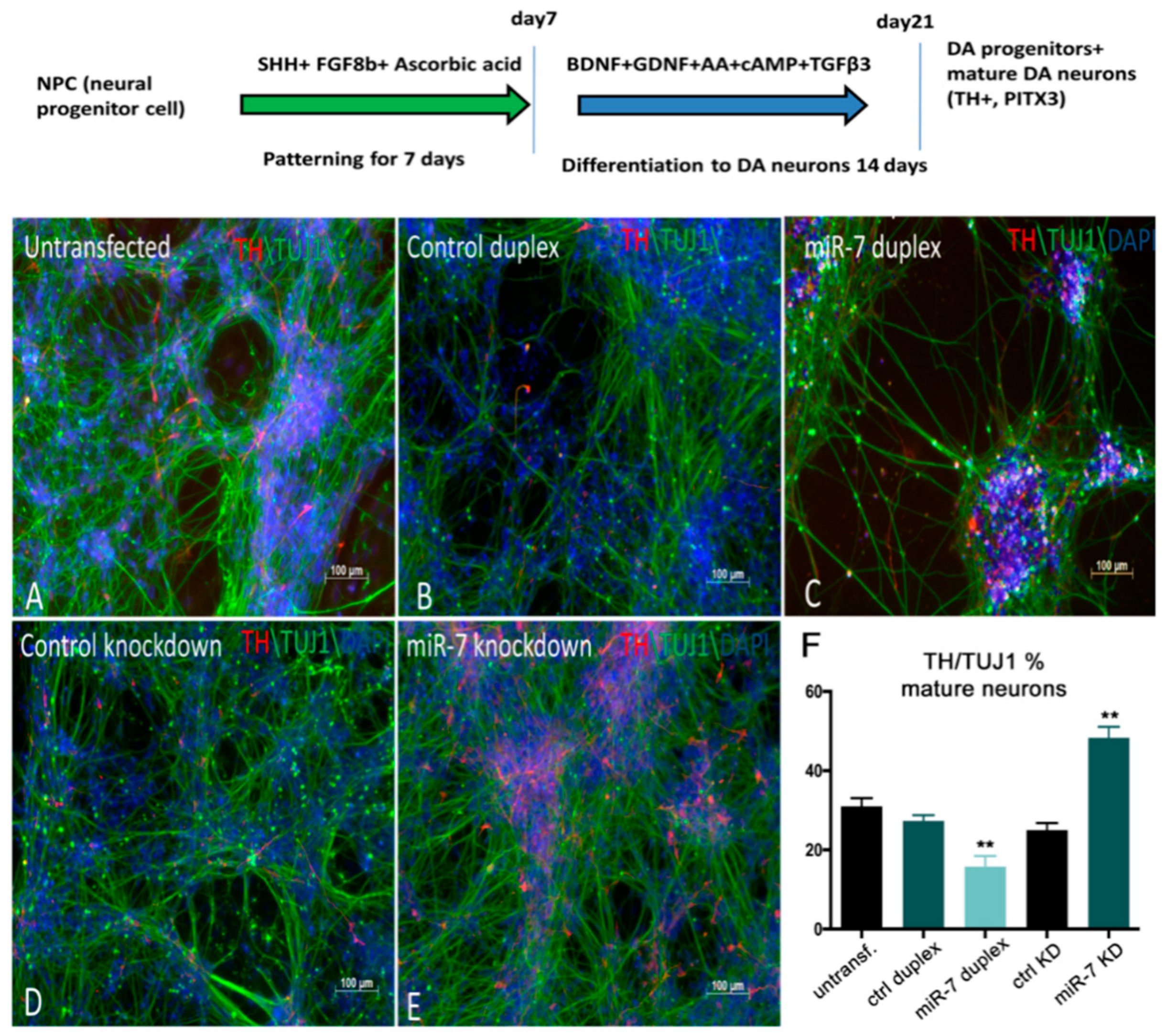 Cells 09 00711 g007 Cells 09 00711 g007