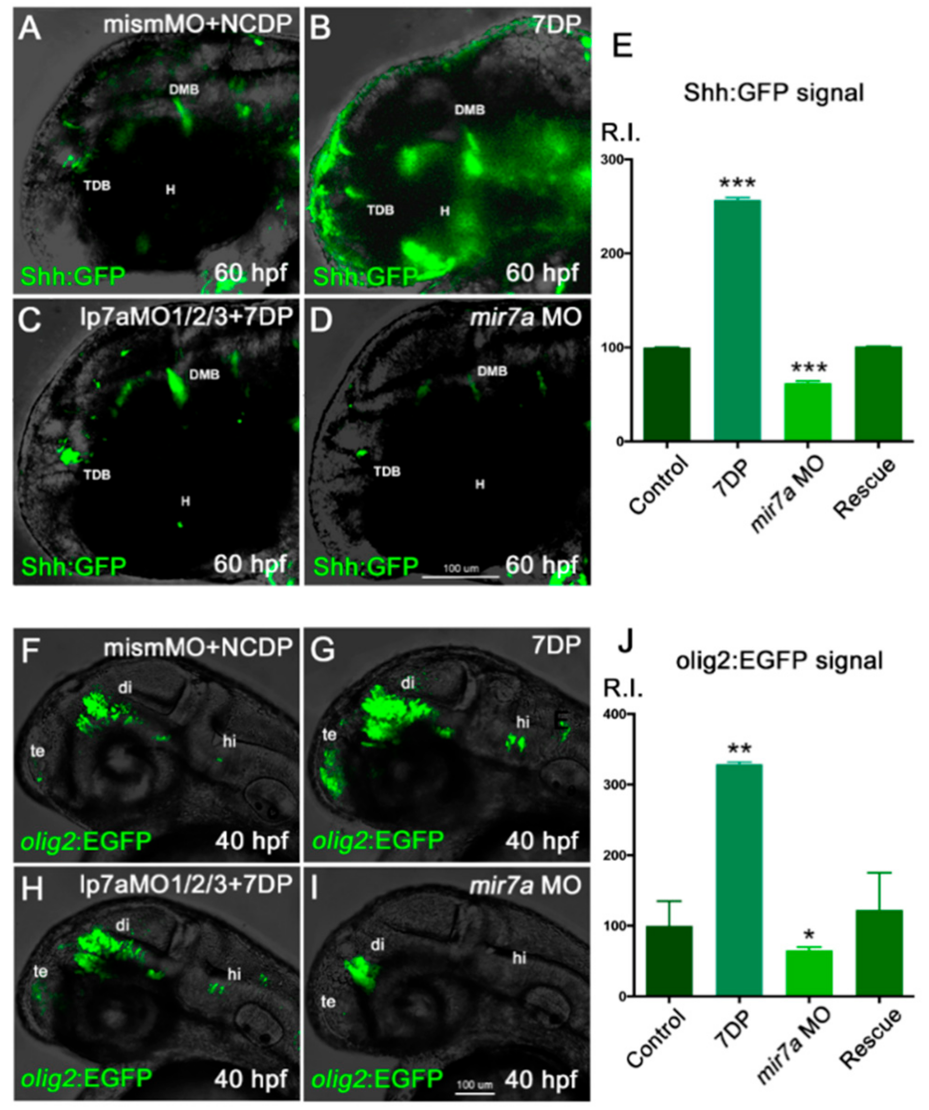 Cells 09 00711 g008 Cells 09 00711 g008