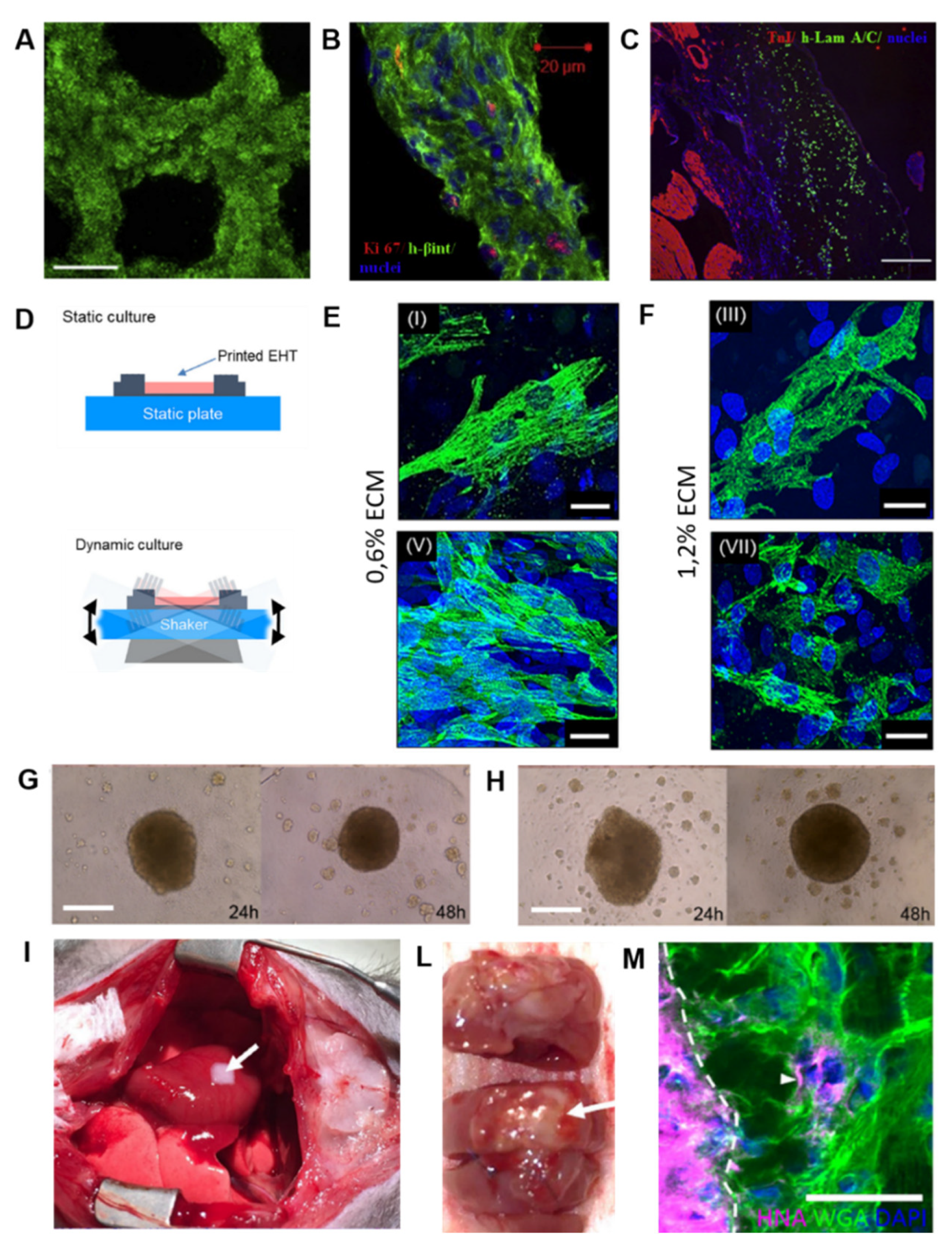 Cells 09 00742 g007